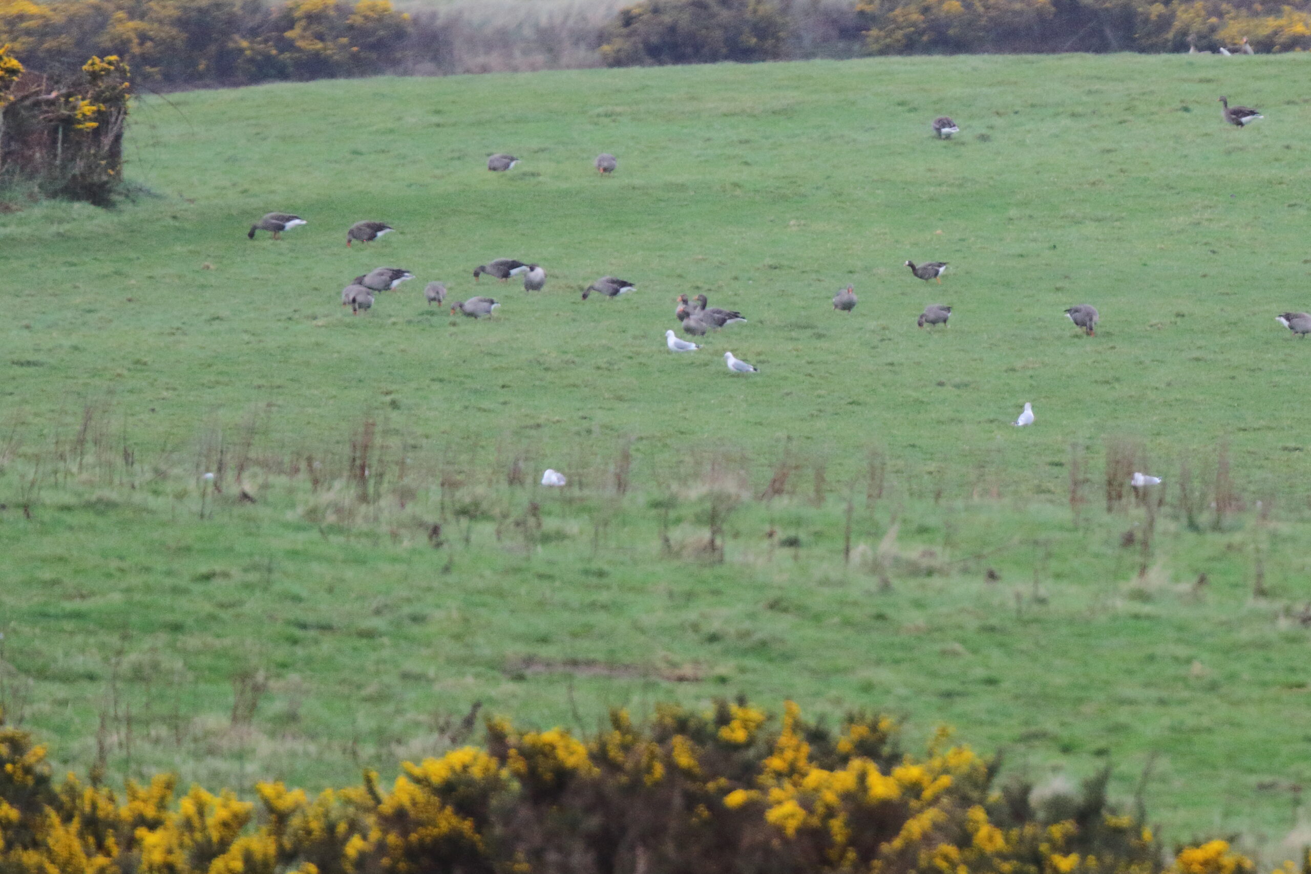 'Greenland' White-fronted Goose. Isle of Man, March 2019 © Neil G Morris.