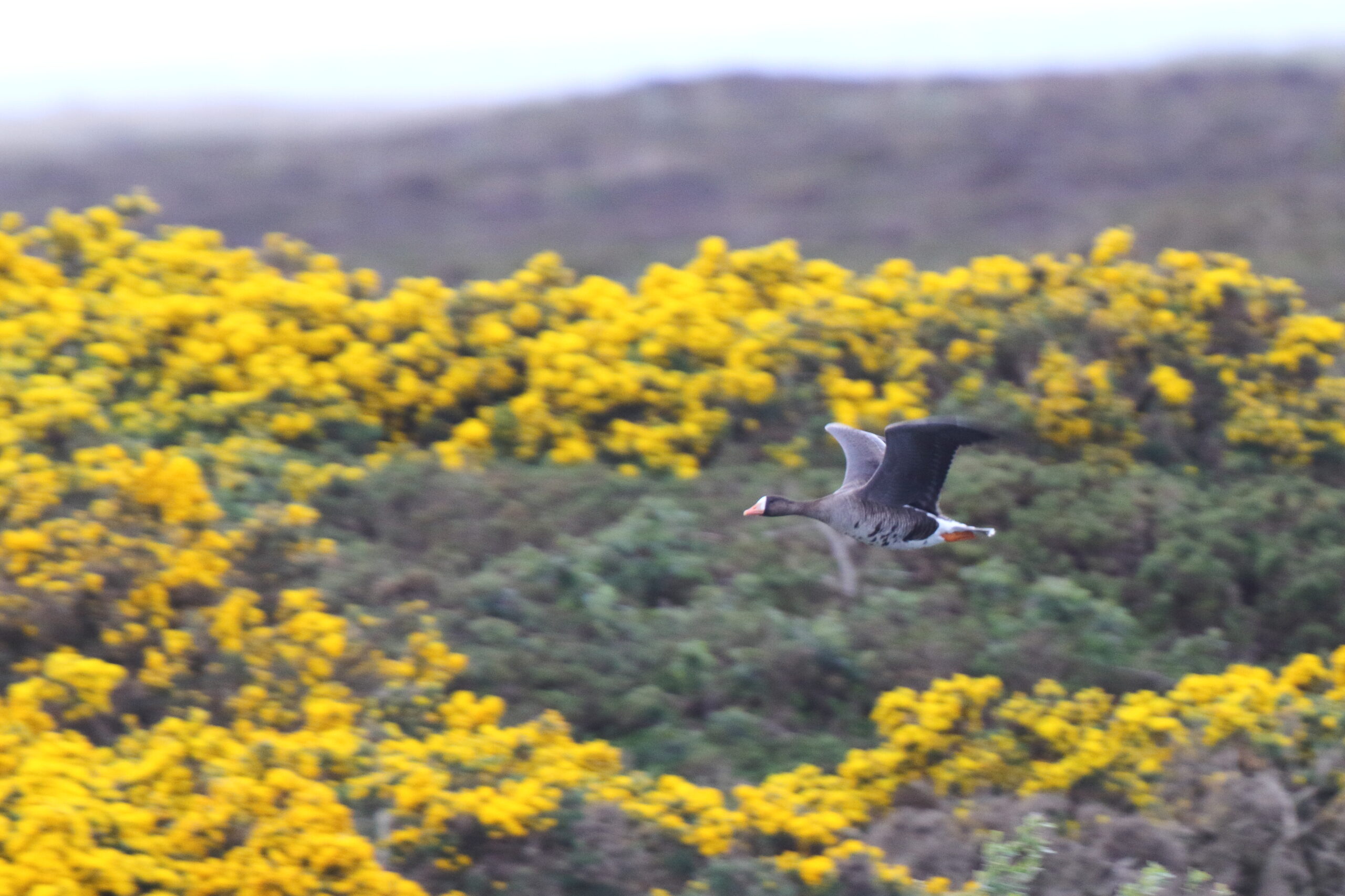 'Greenland' White-fronted Goose. Isle of Man, April 2019 © Neil G Morris.