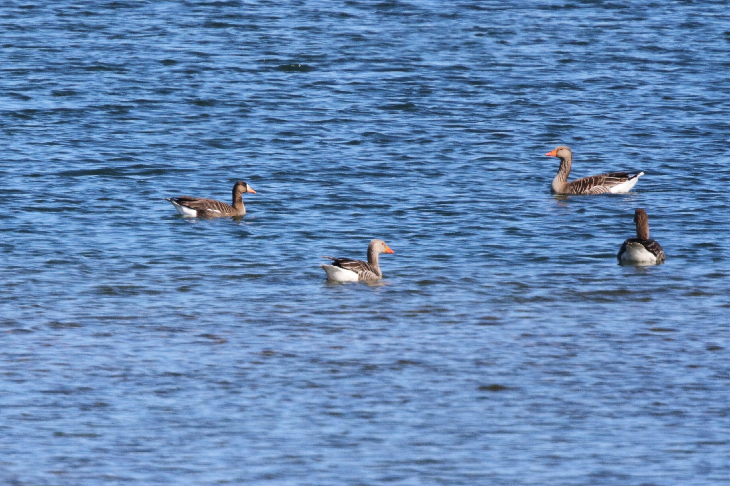 'Greenland' White-fronted Goose. Isle of Man, May 2019 © Neil G Morris.