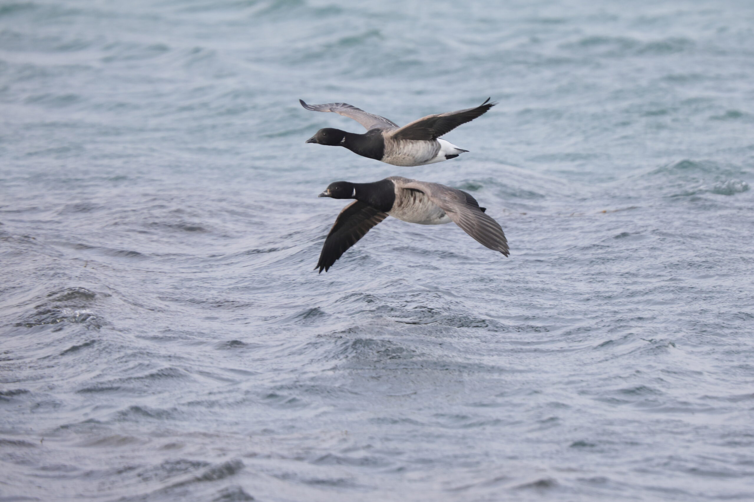 'Pale-bellied' Brent Goose. Isle of Man, January 2024 © Neil G Morris.