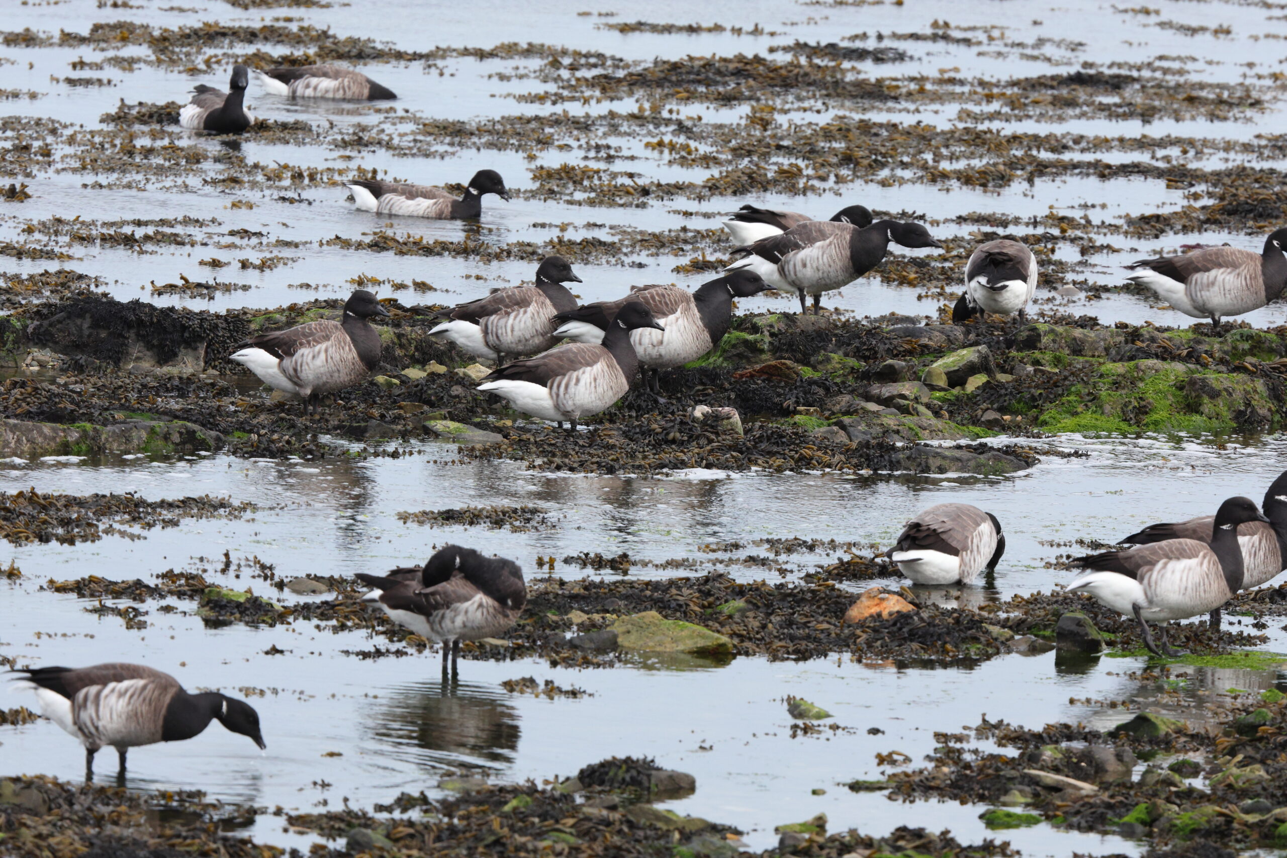 'Pale-bellied' Brent Goose. Isle of Man, April 2024 © Neil G Morris.
