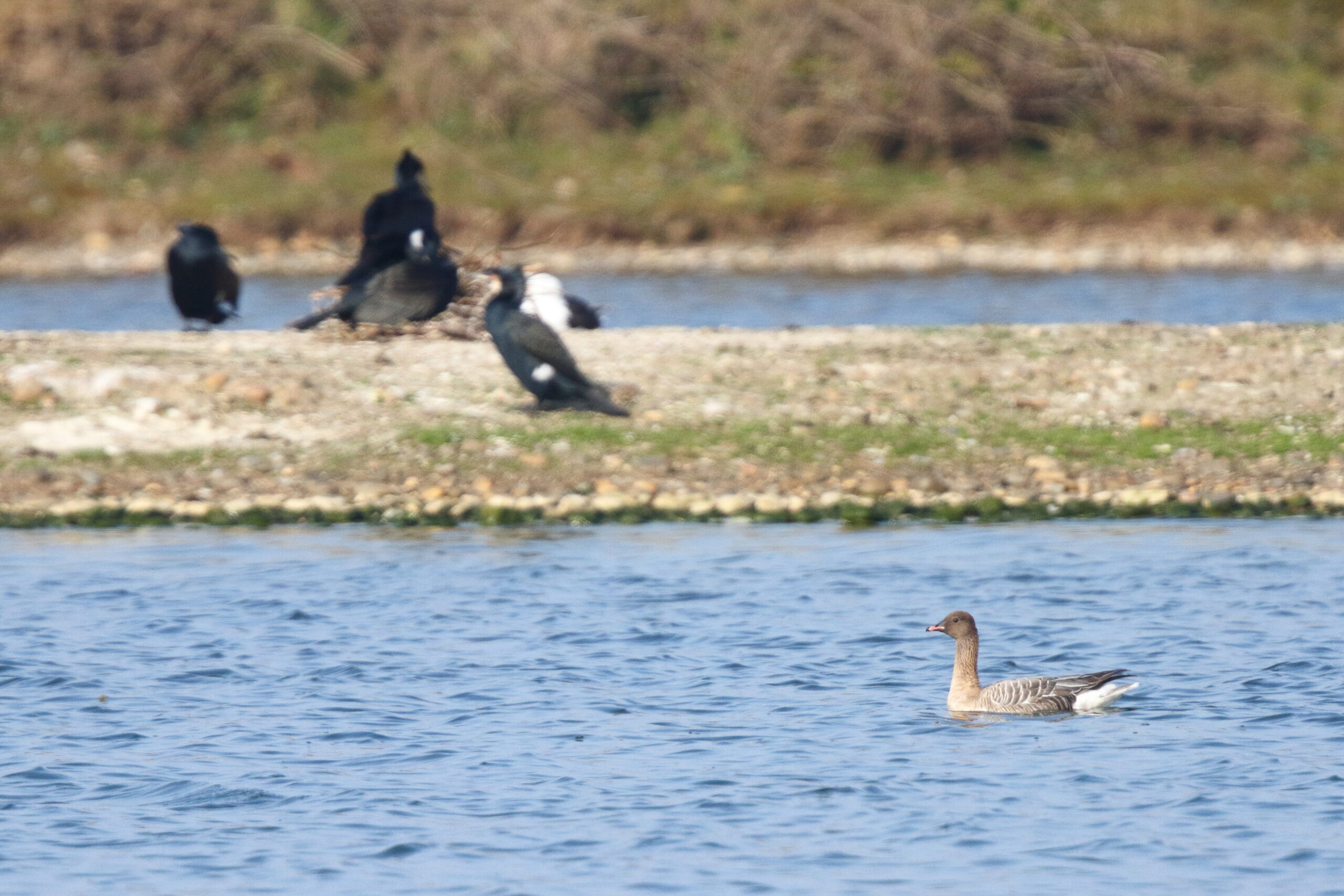 Pink-footed Goose. Isle of Man, April 2019 © Neil G Morris.