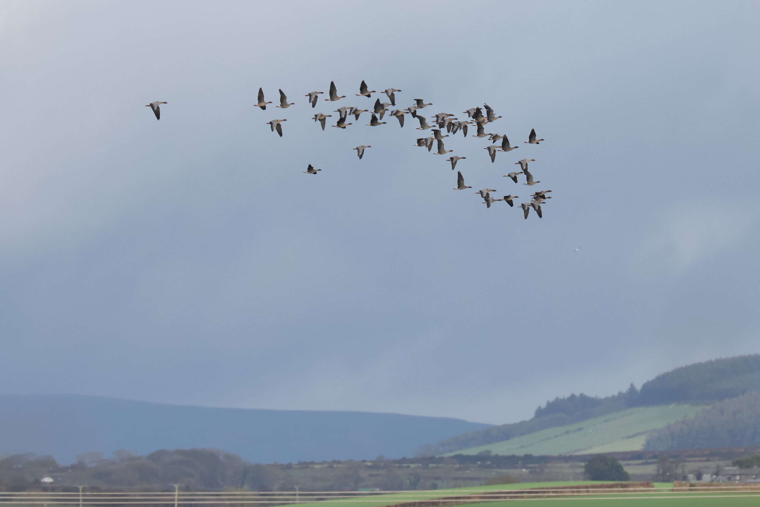 Pink-footed Goose. Isle of Man, November 2024 © Neil G Morris.
