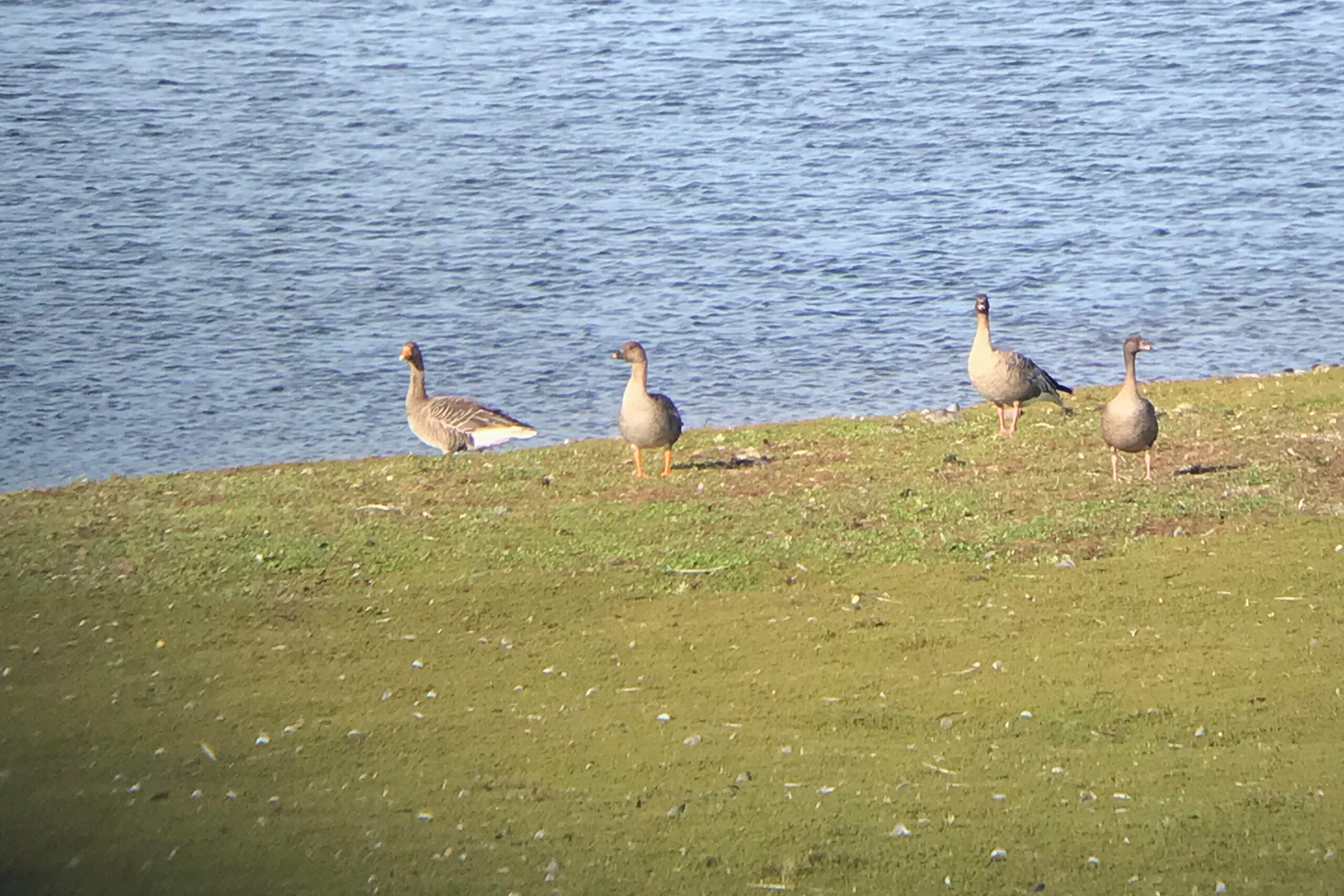 Tundra Bean Goose. Isle of Man, October 2021 © Neil G Morris.