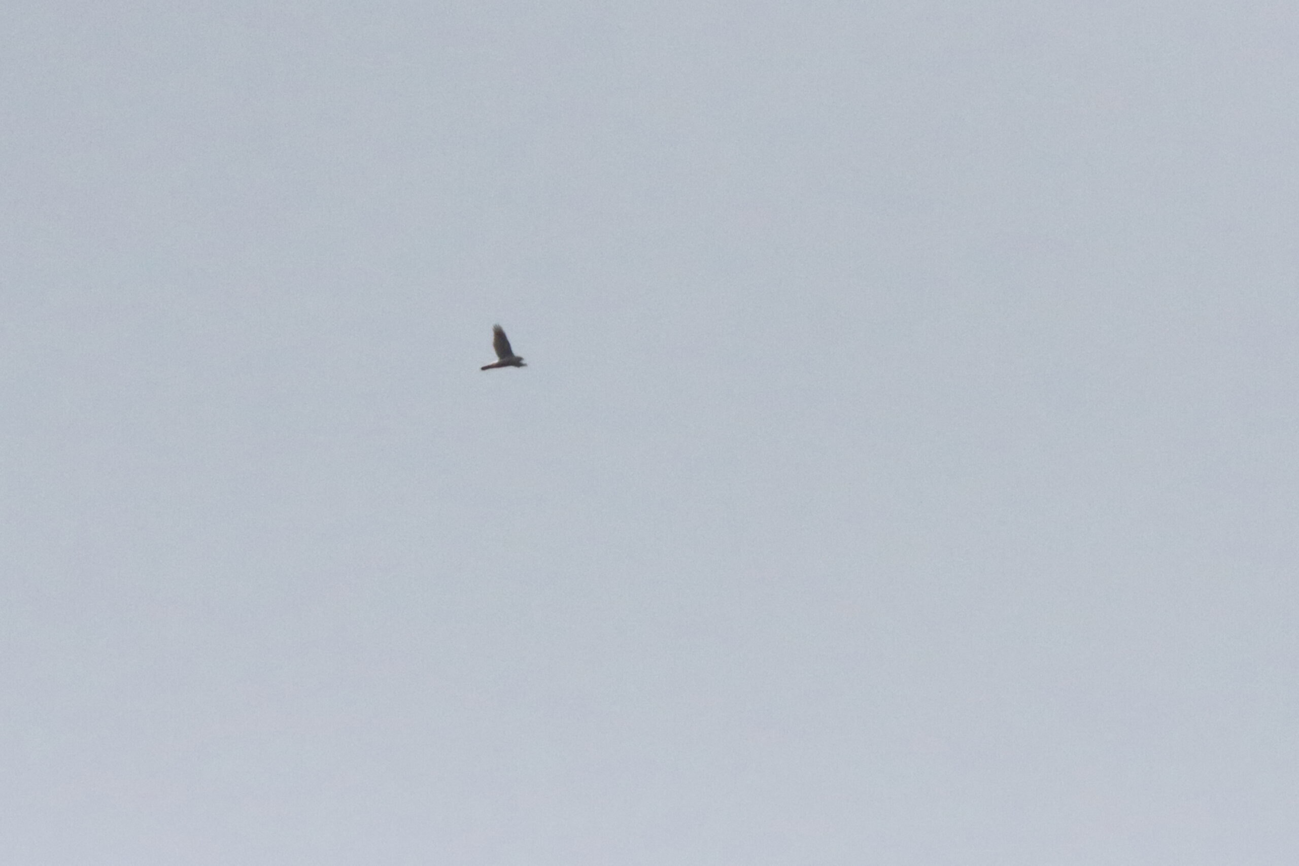 Goshawk. Isle of Man, April 2021 © Neil G Morris.
