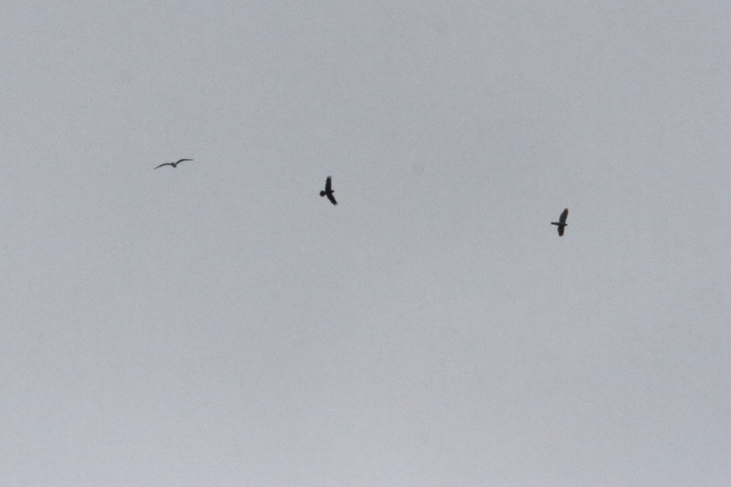 Goshawk. Isle of Man, April 2021 © Neil G Morris.