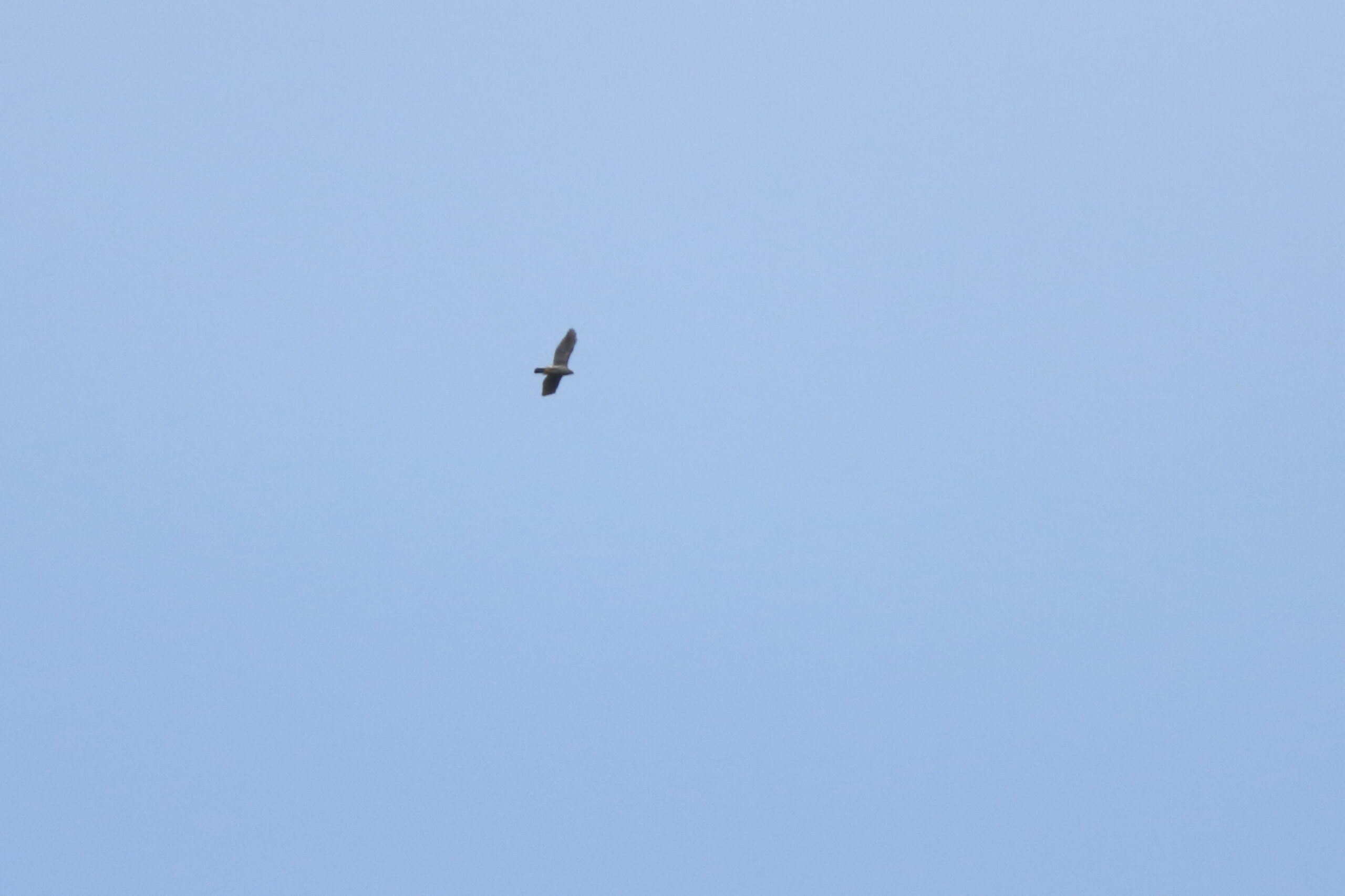 Goshawk. Isle of Man, April 2021 © Neil G Morris.
