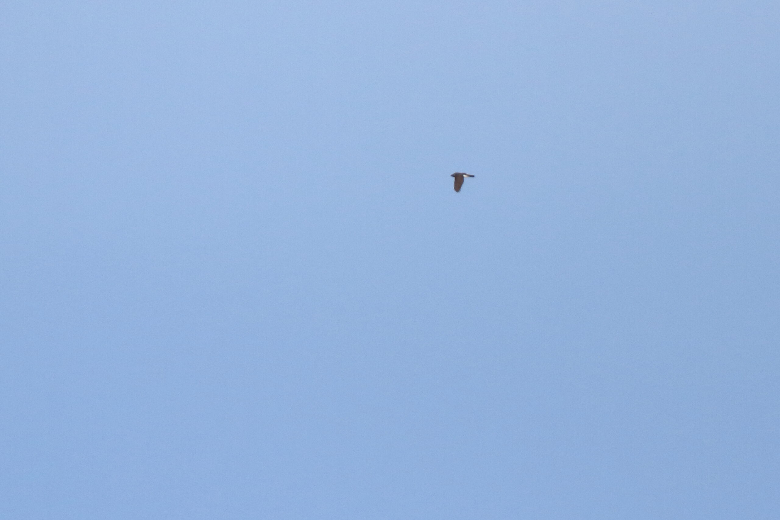 Goshawk. Isle of Man, April 2021 © Neil G Morris.