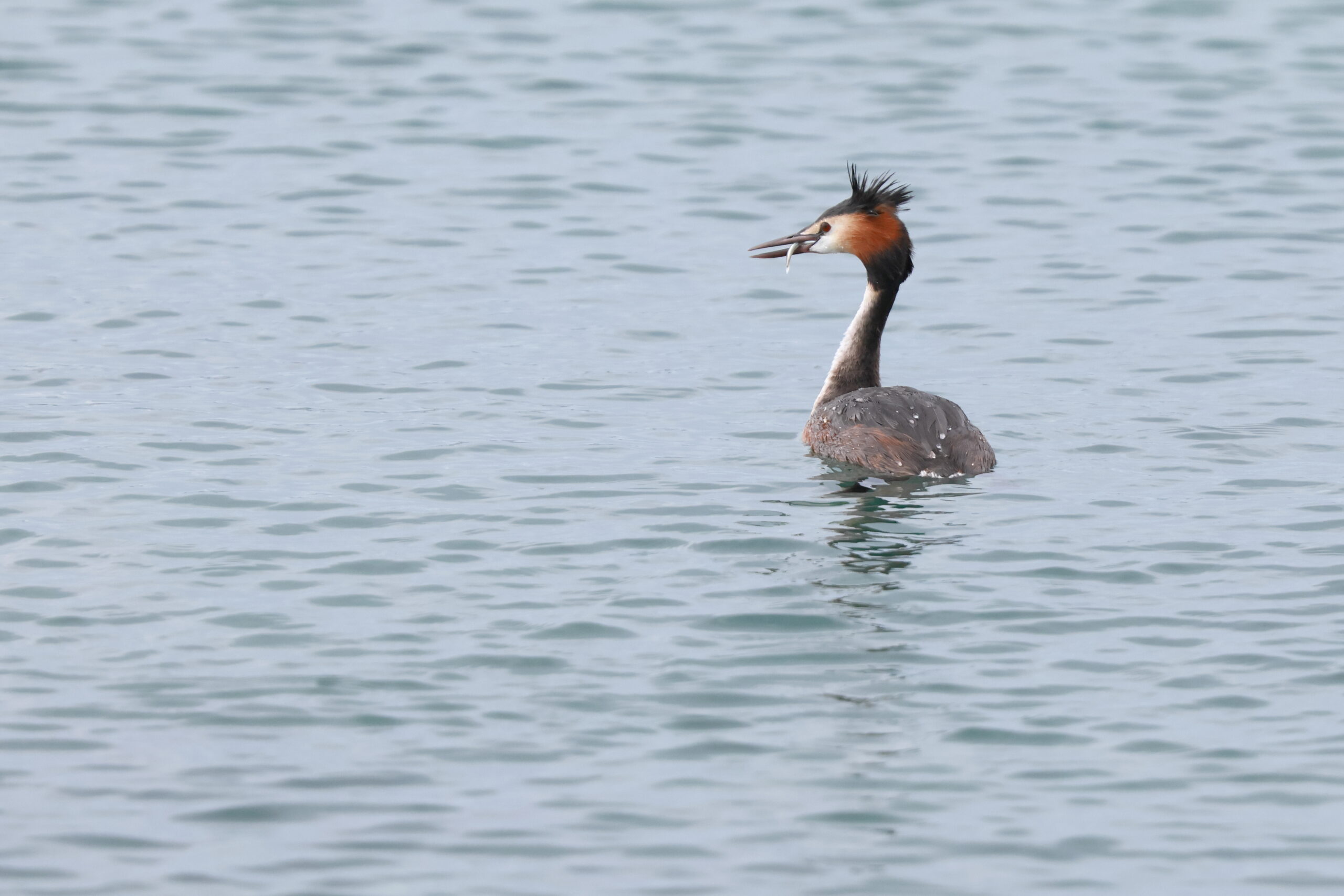 Great Crested Grebe. Isle of Man, July 2024 © Neil G Morris.