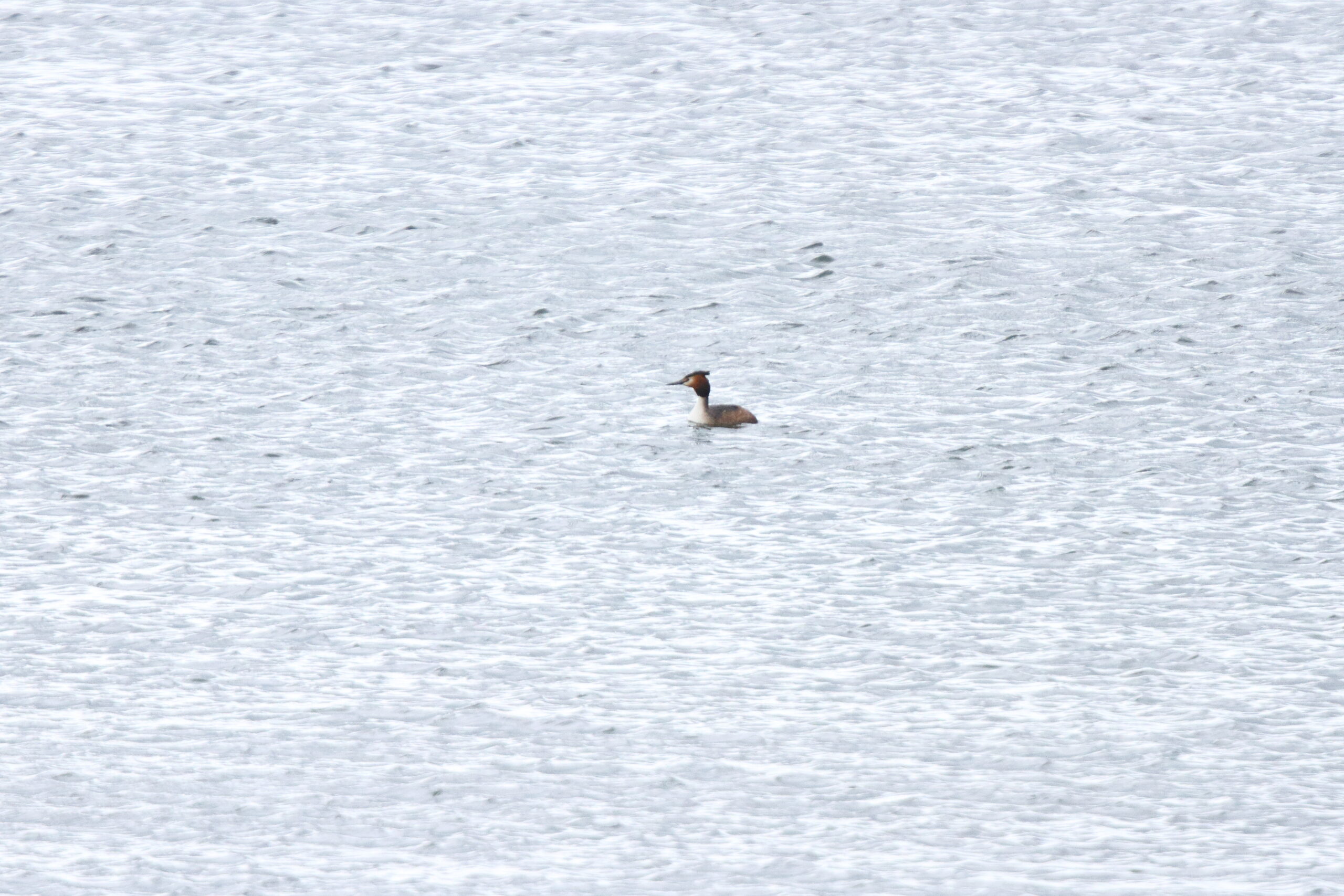 Great Crested Grebe. Isle of Man, April 2019 © Neil G Morris.
