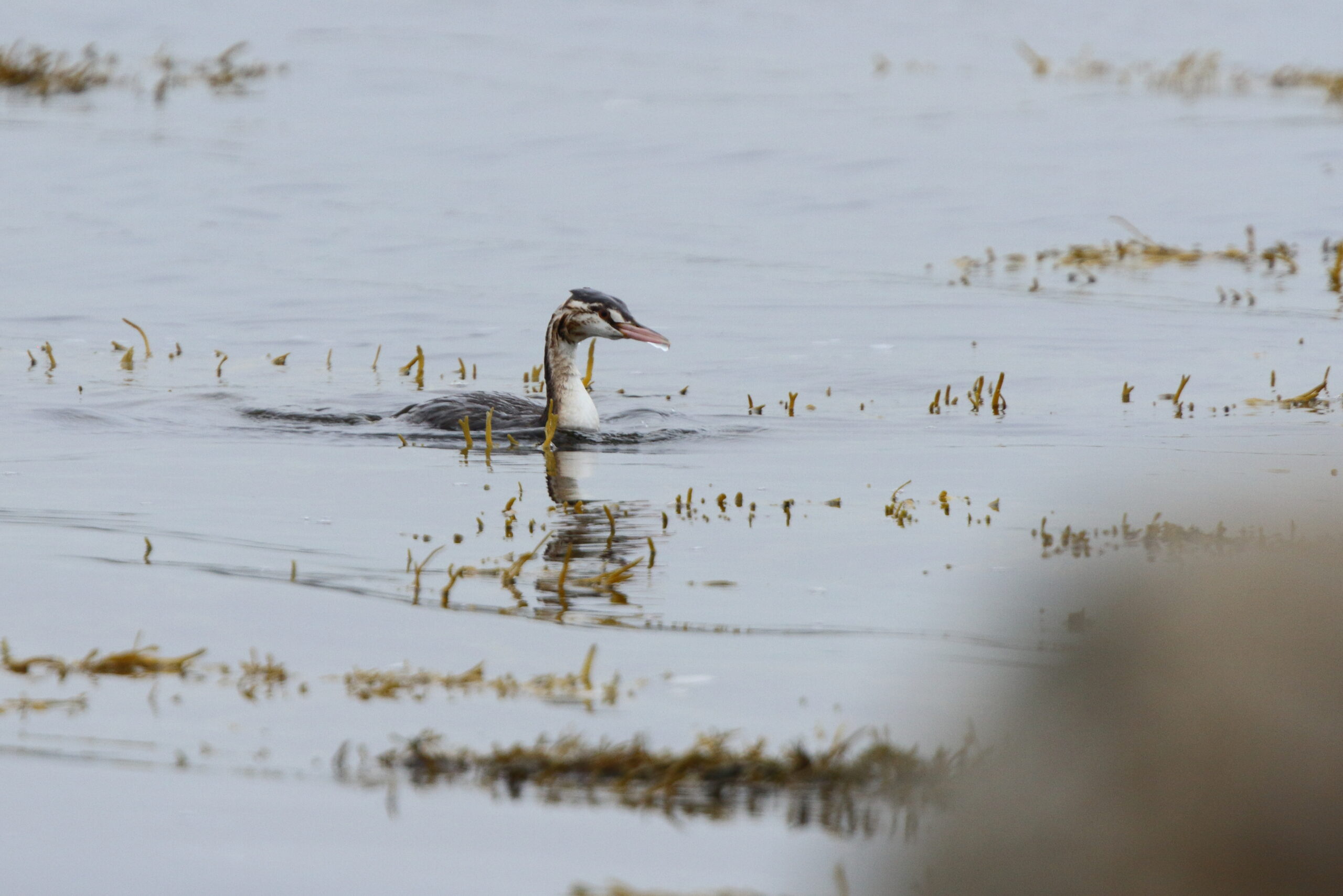 Great Crested Grebe. Isle of Man, September 2021 © Neil G Morris.