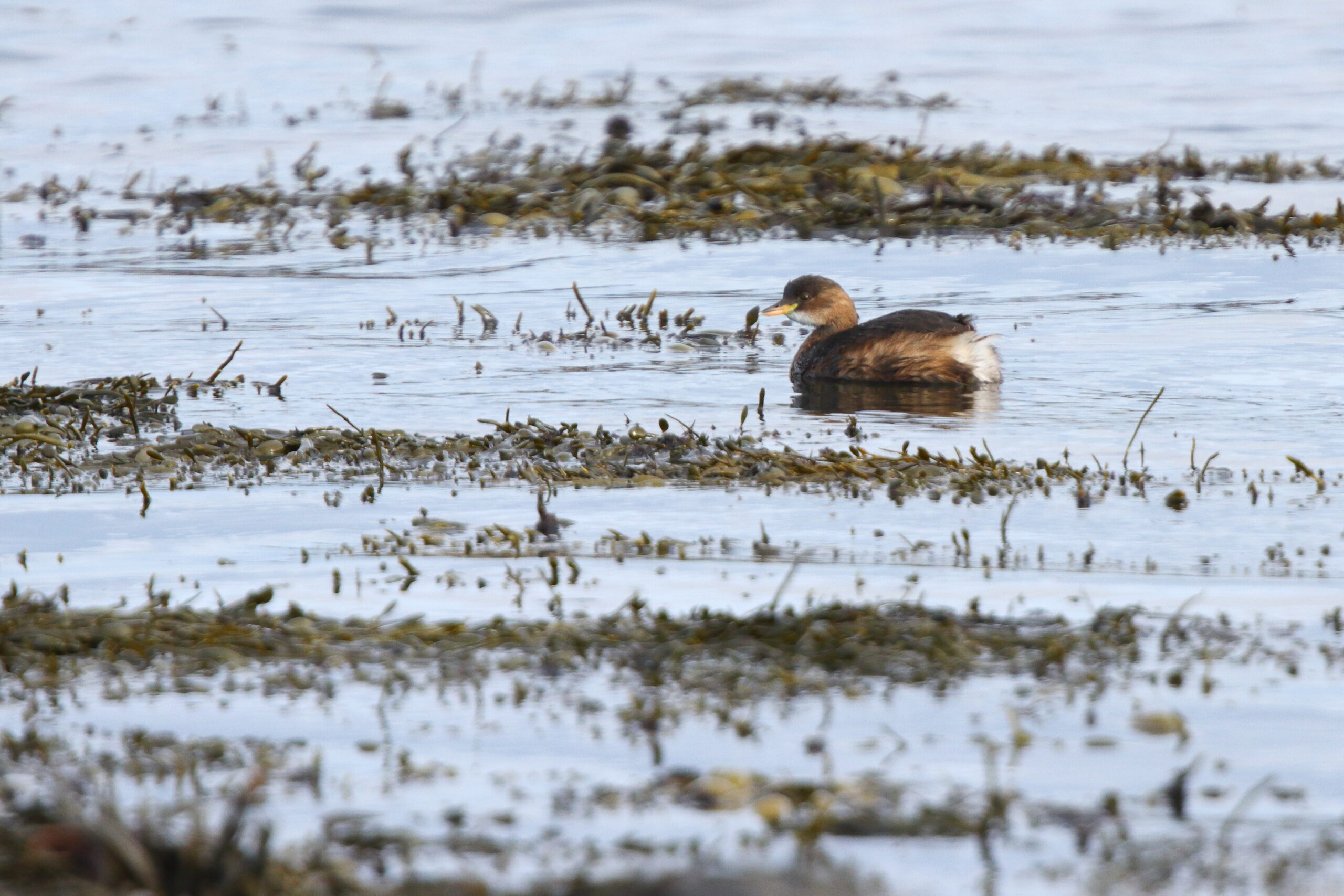 Little Grebe. Isle of Man, November 2019 © Neil G Morris.