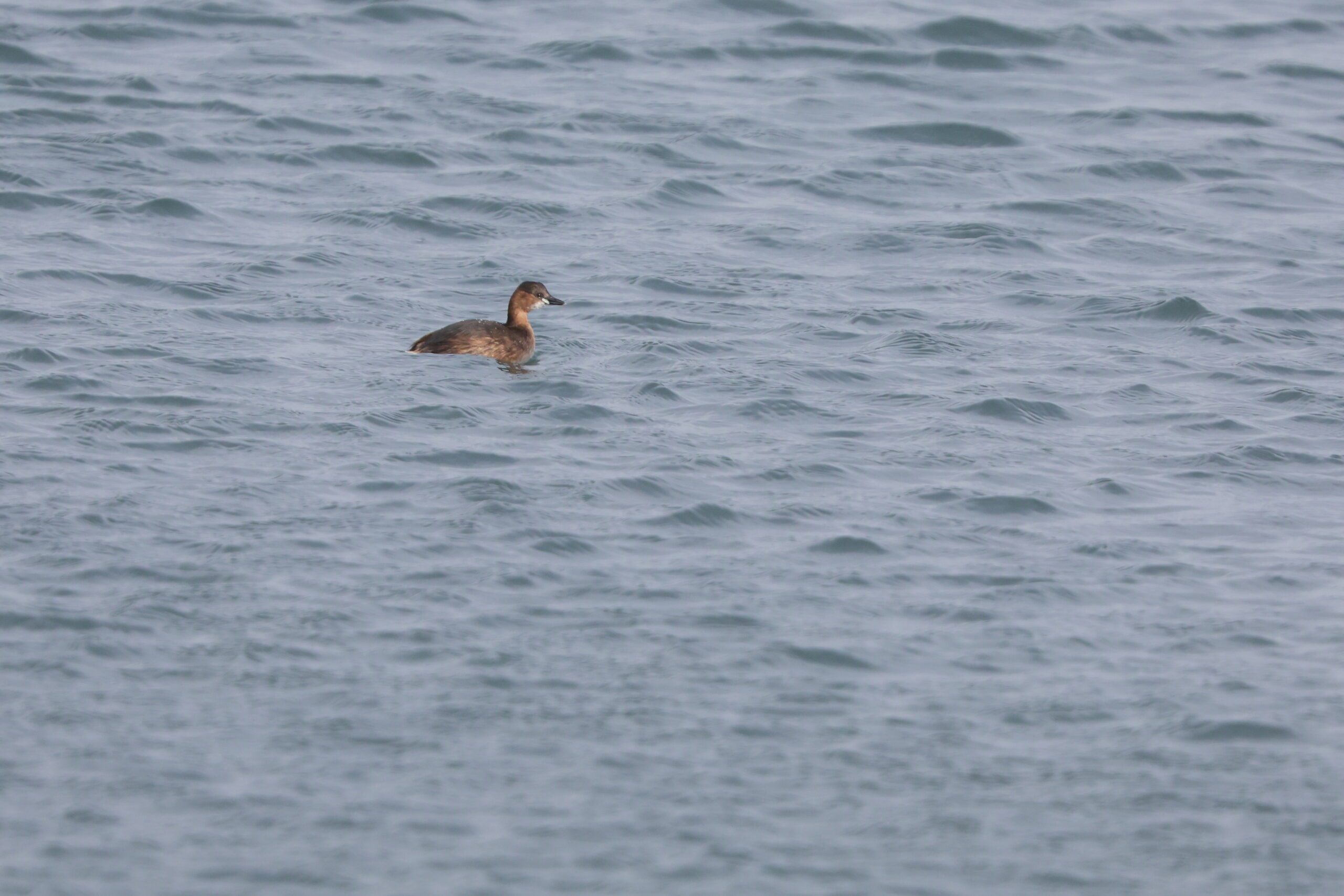 Little Grebe. Isle of Man, January 2024 © Neil G Morris.