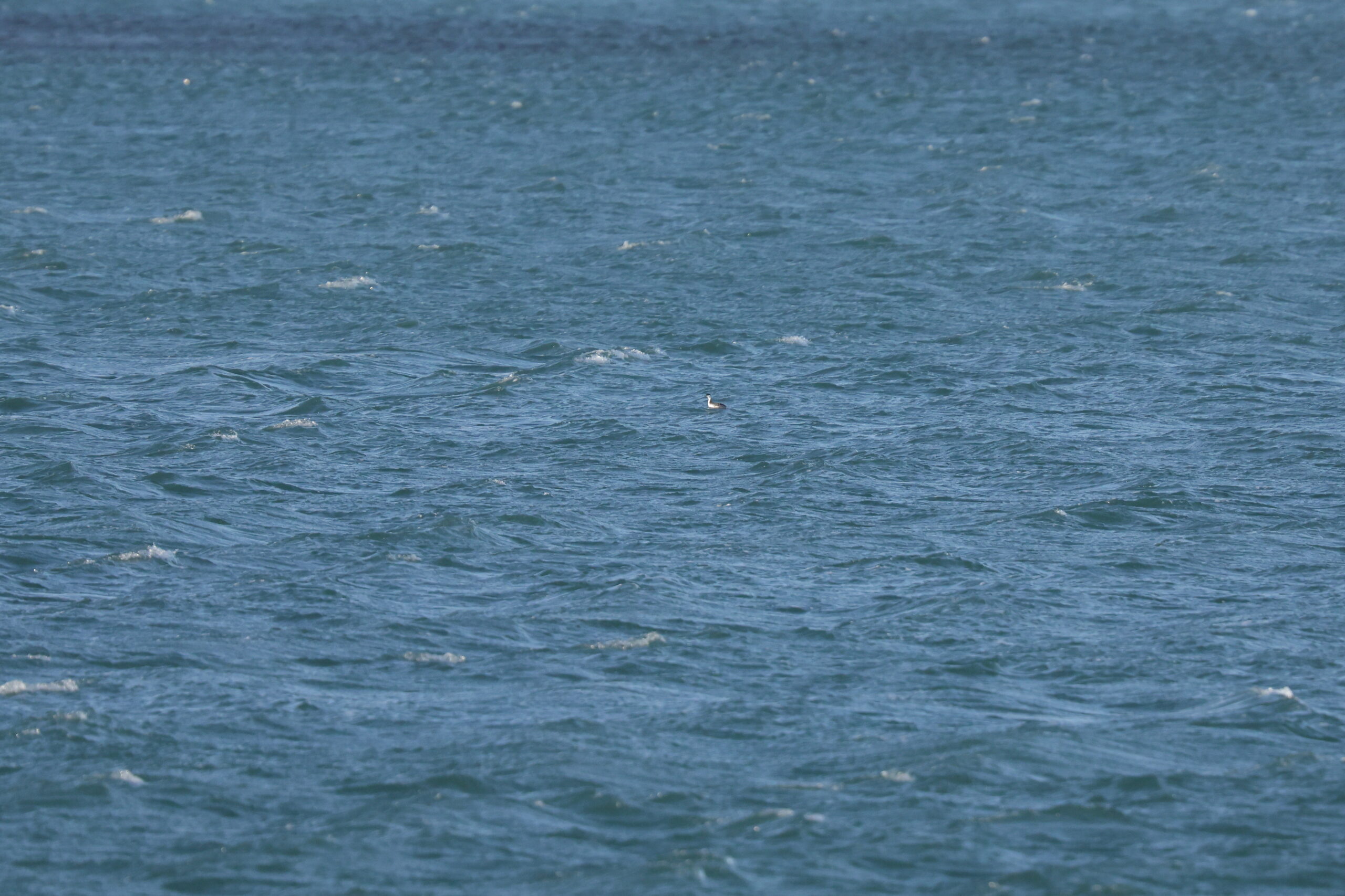 Slavonian Grebe. Isle of Man, January 2024 © Neil G Morris.