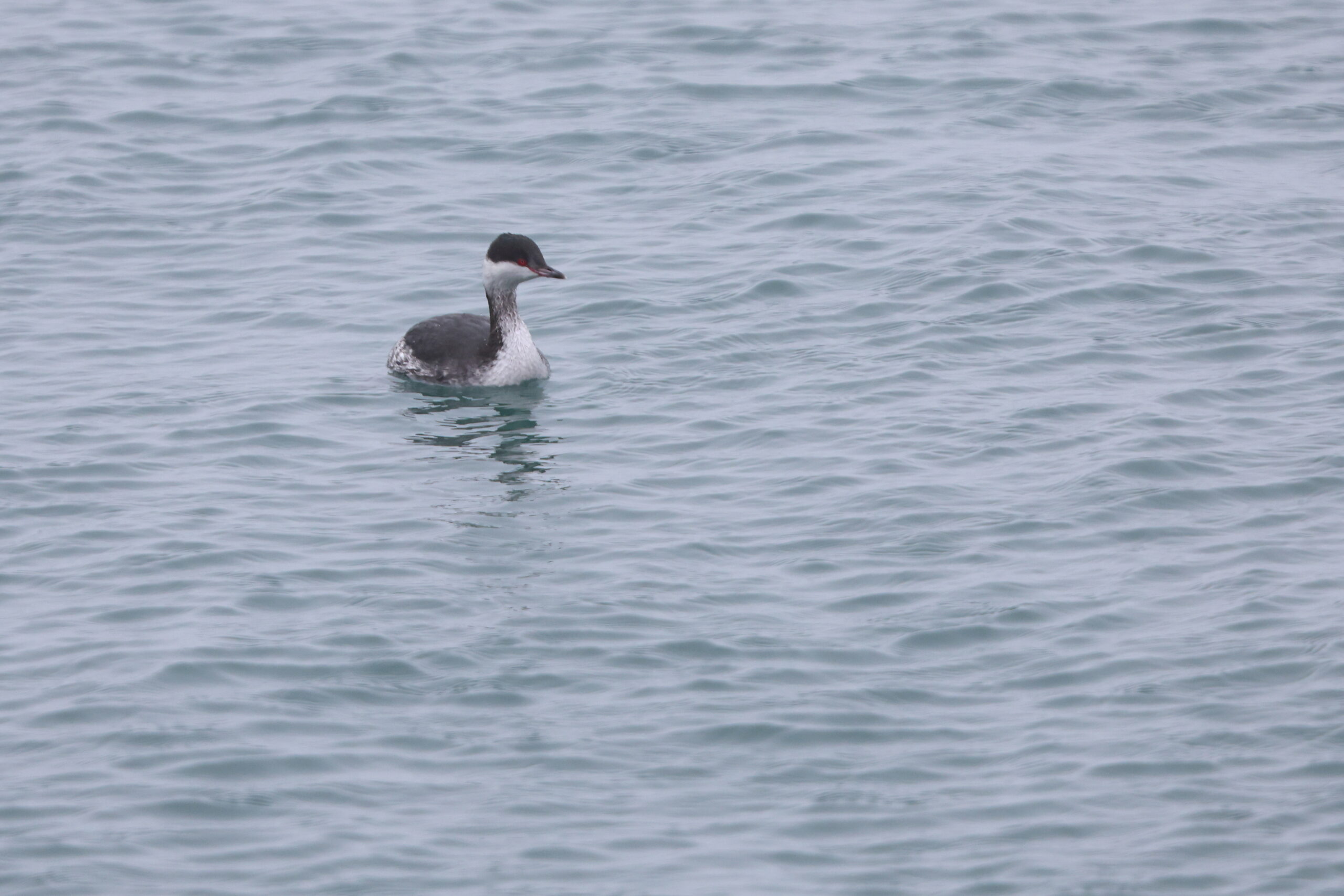 Slavonian Grebe. Isle of Man, February 2024 © Neil G Morris.