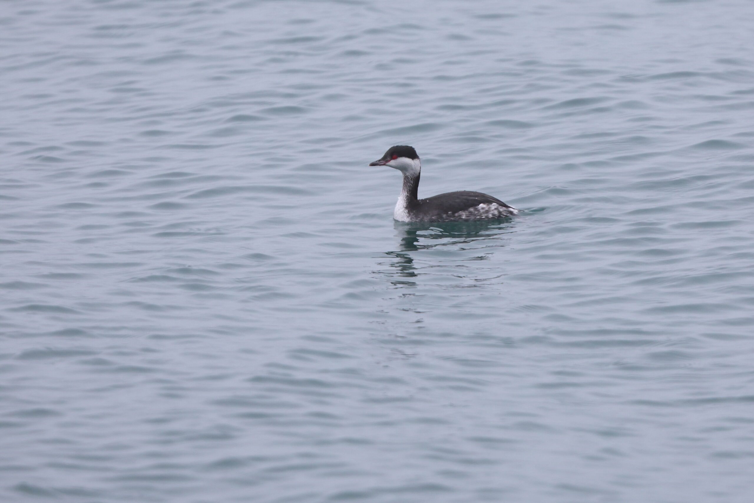 Slavonian Grebe. Isle of Man, February 2024 © Neil G Morris.
