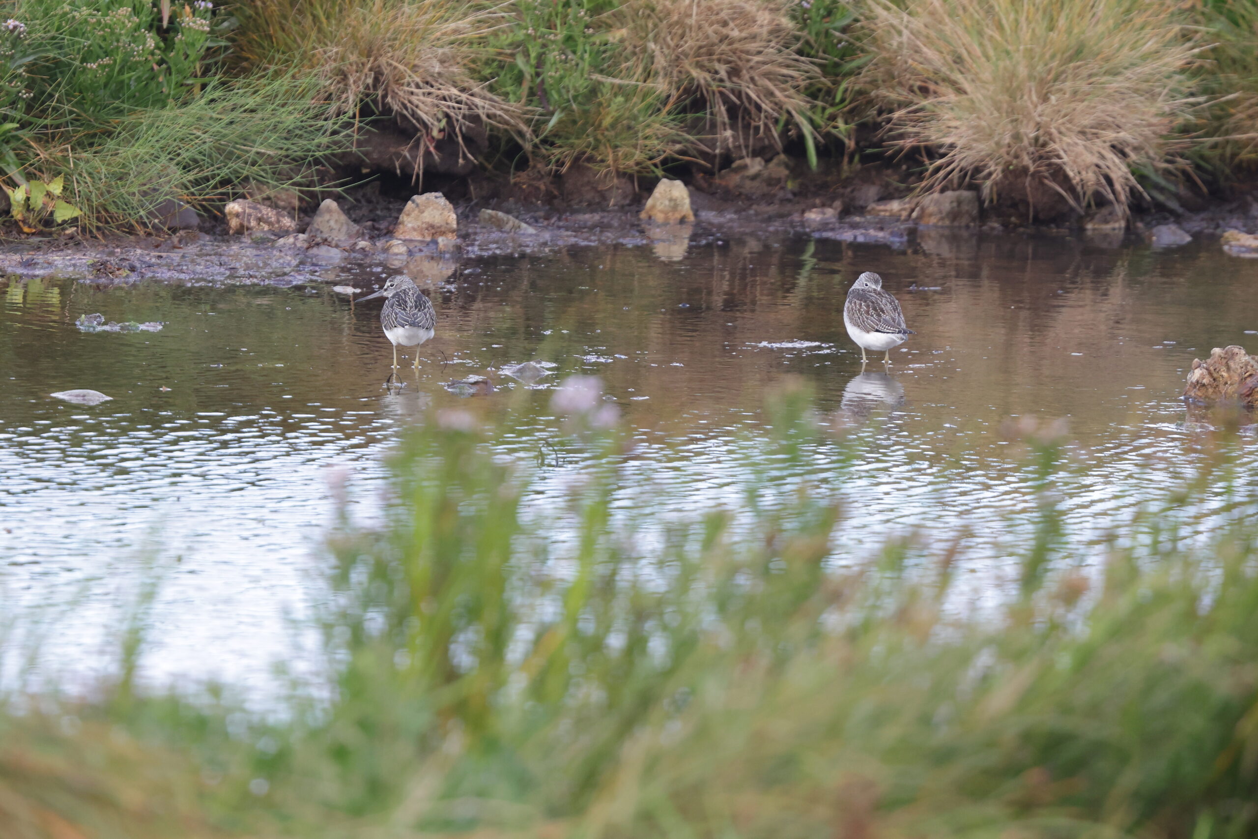 Greenshank. Isle of Man, July 2023 © Neil G Morris.
