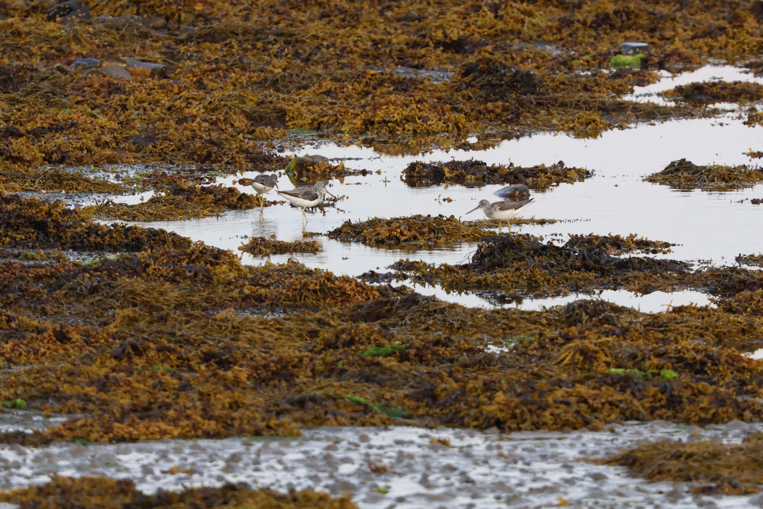 Greenshank. Isle of Man, August 2024 © Neil G Morris.