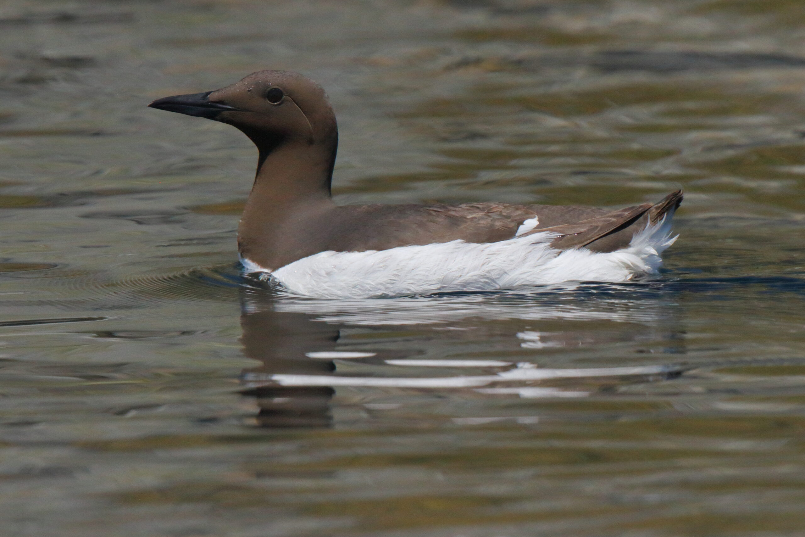 Guillemot. Isle of Man, June 2018 © Neil G Morris.
