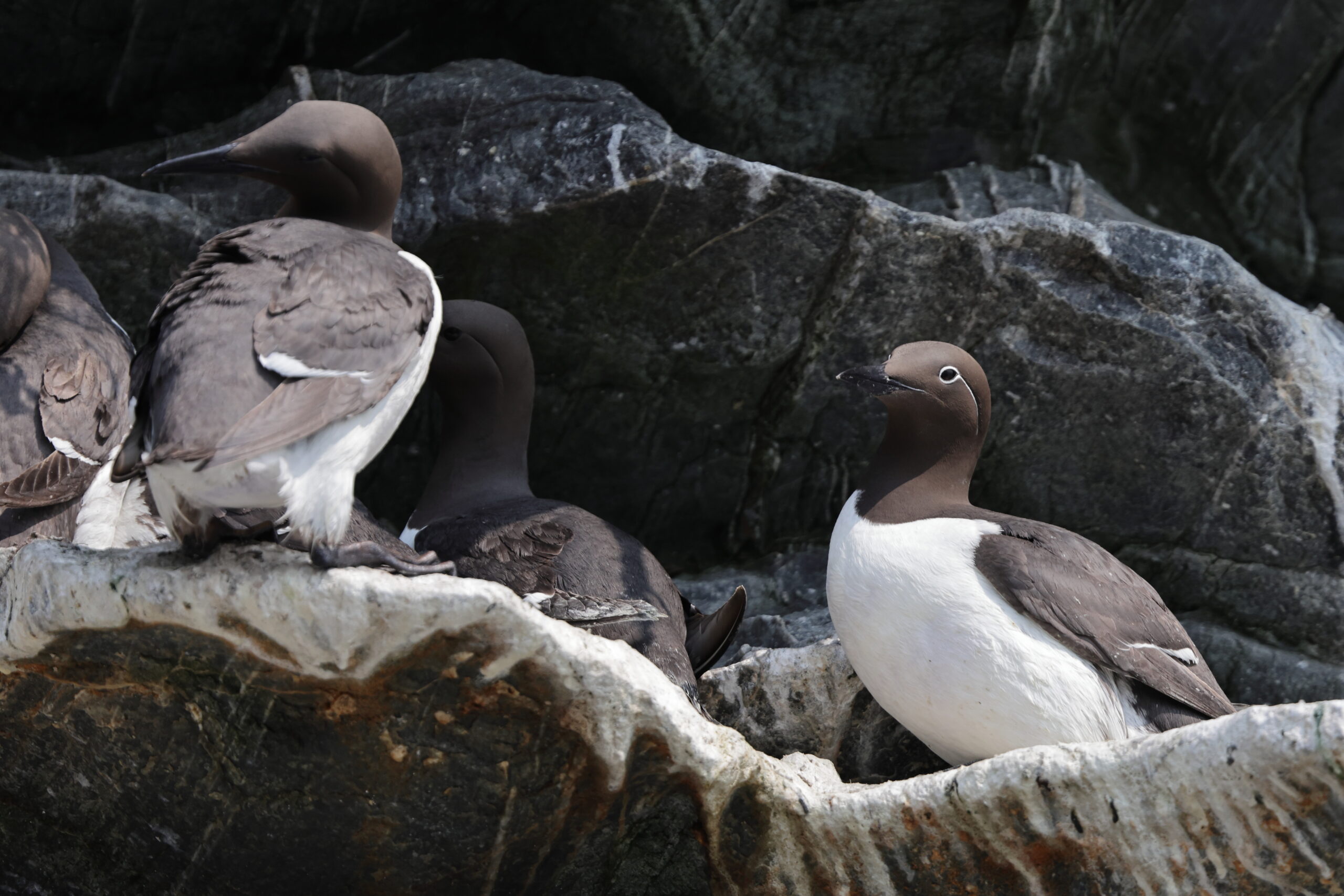 'Bridled' Guillemot. Isle of Man, May 2023 © Neil G Morris.
