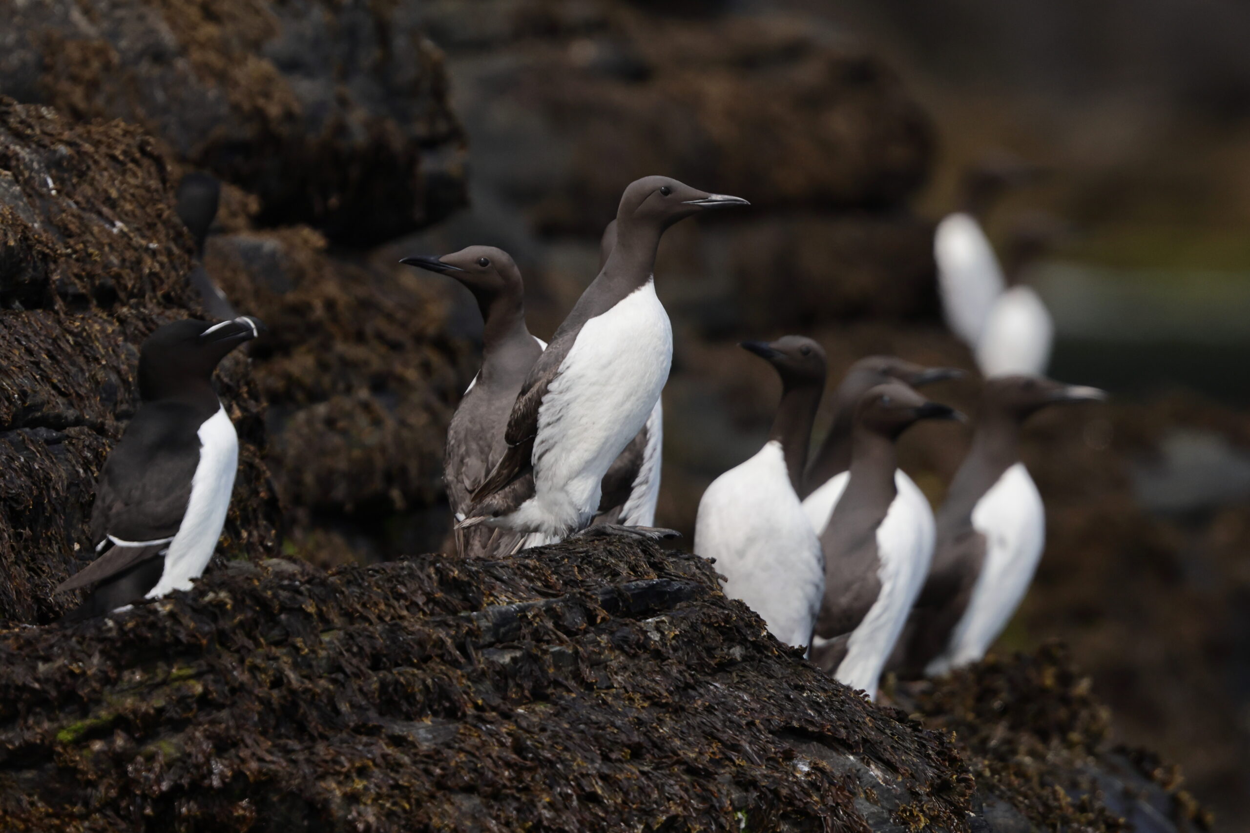 Guillemot. Isle of Man, May 2023 © Neil G Morris.