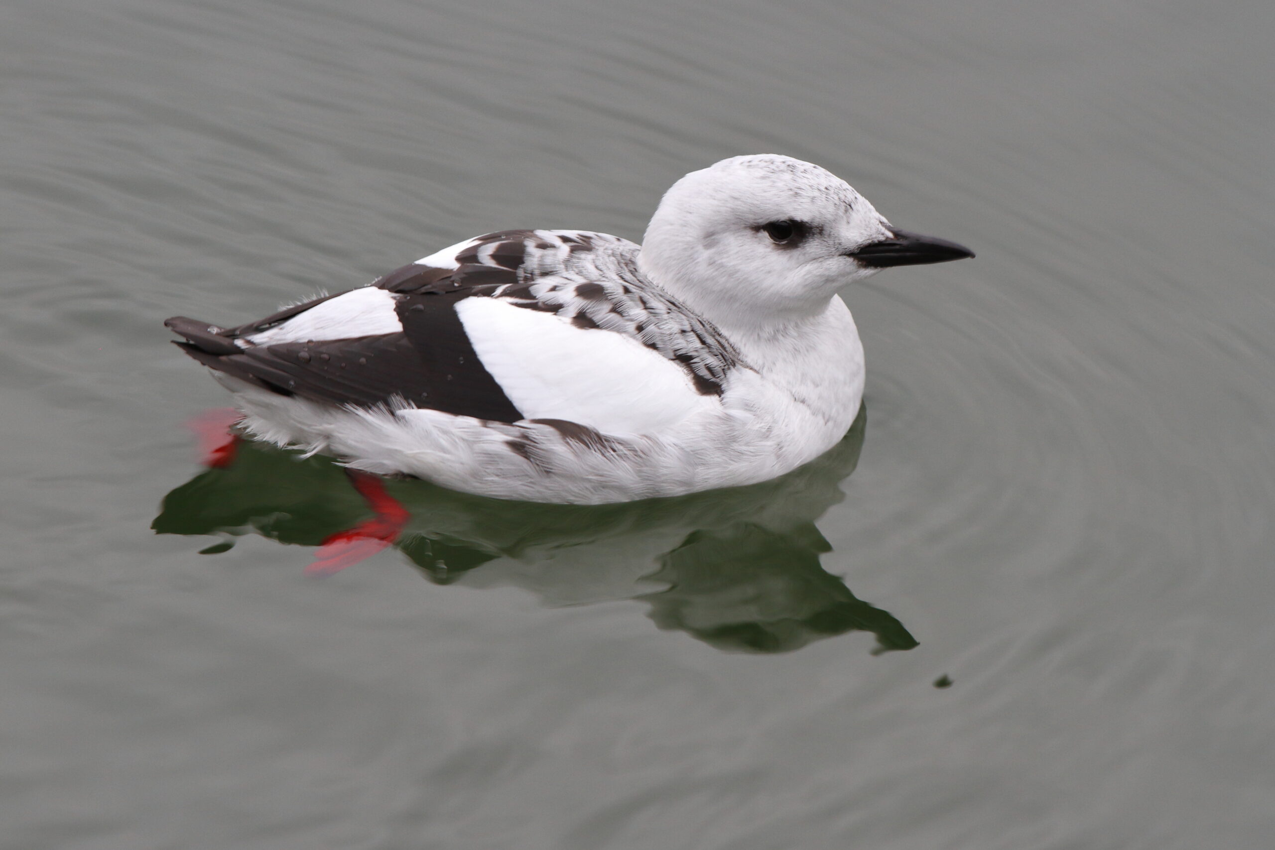 Black Guillemot. Isle of Man, January 2019 © Neil G Morris.