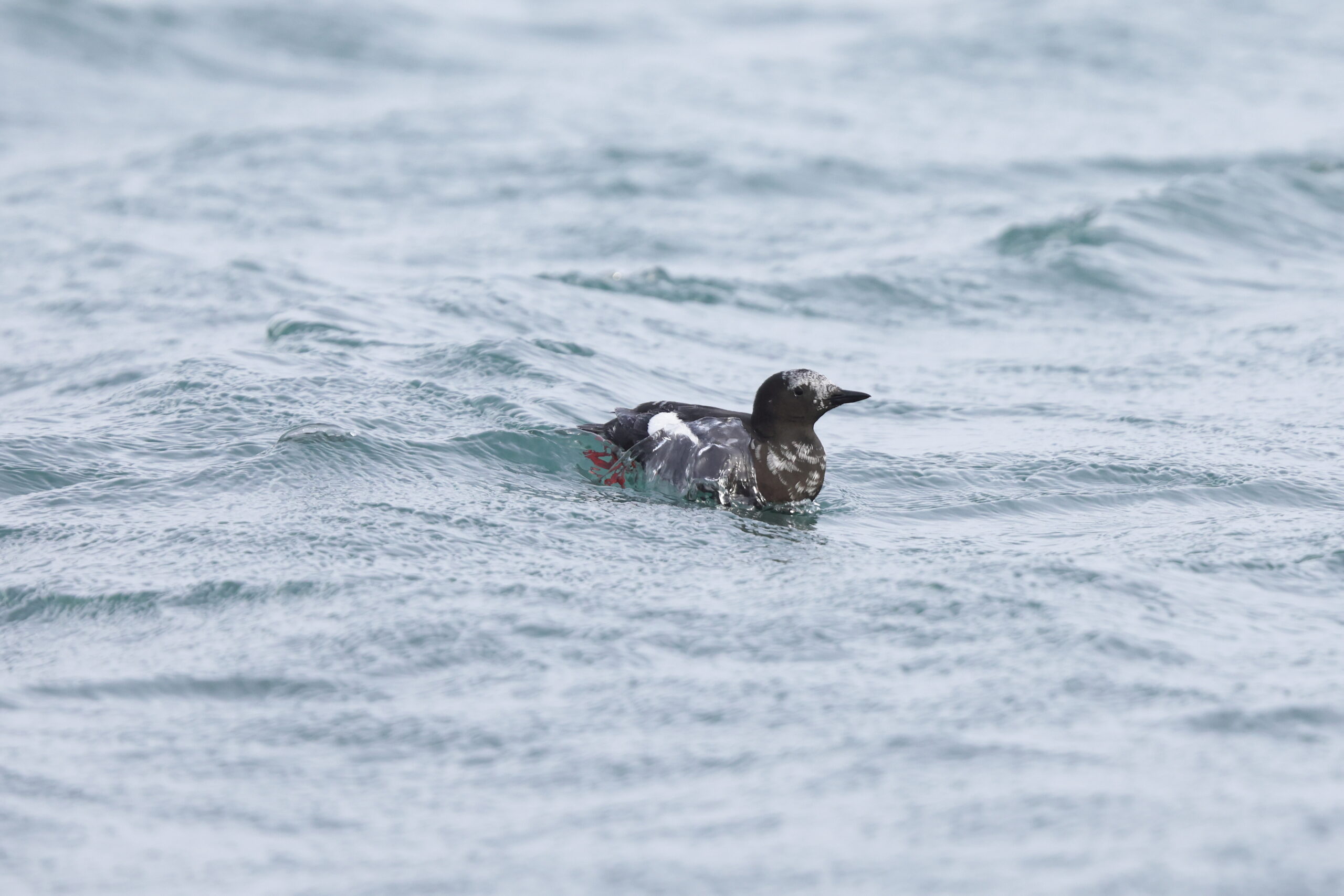 Black Guillemot. Isle of Man, January 2024 © Neil G Morris.