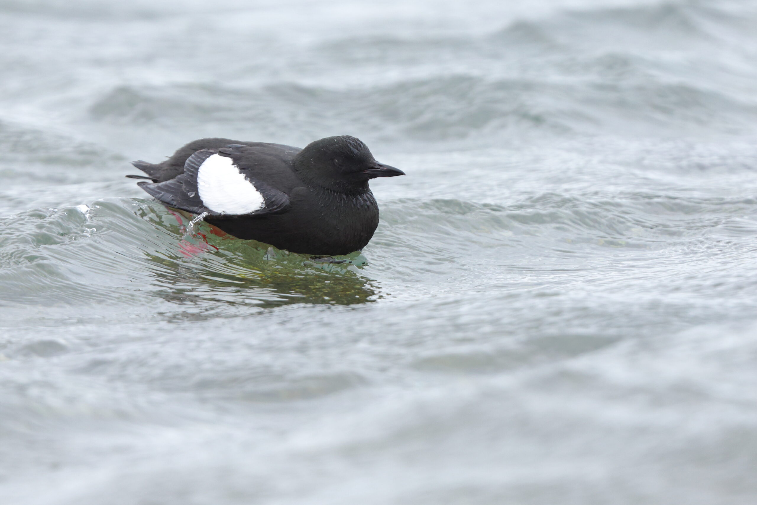 Black Guillemot. Isle of Man, April 2024 © Neil G Morris.