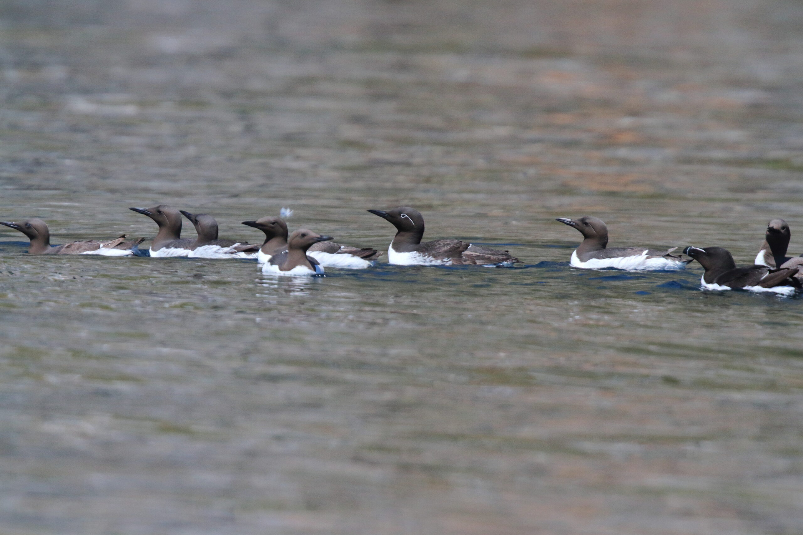 Guillemot. Isle of Man, June 2018 © Neil G Morris.