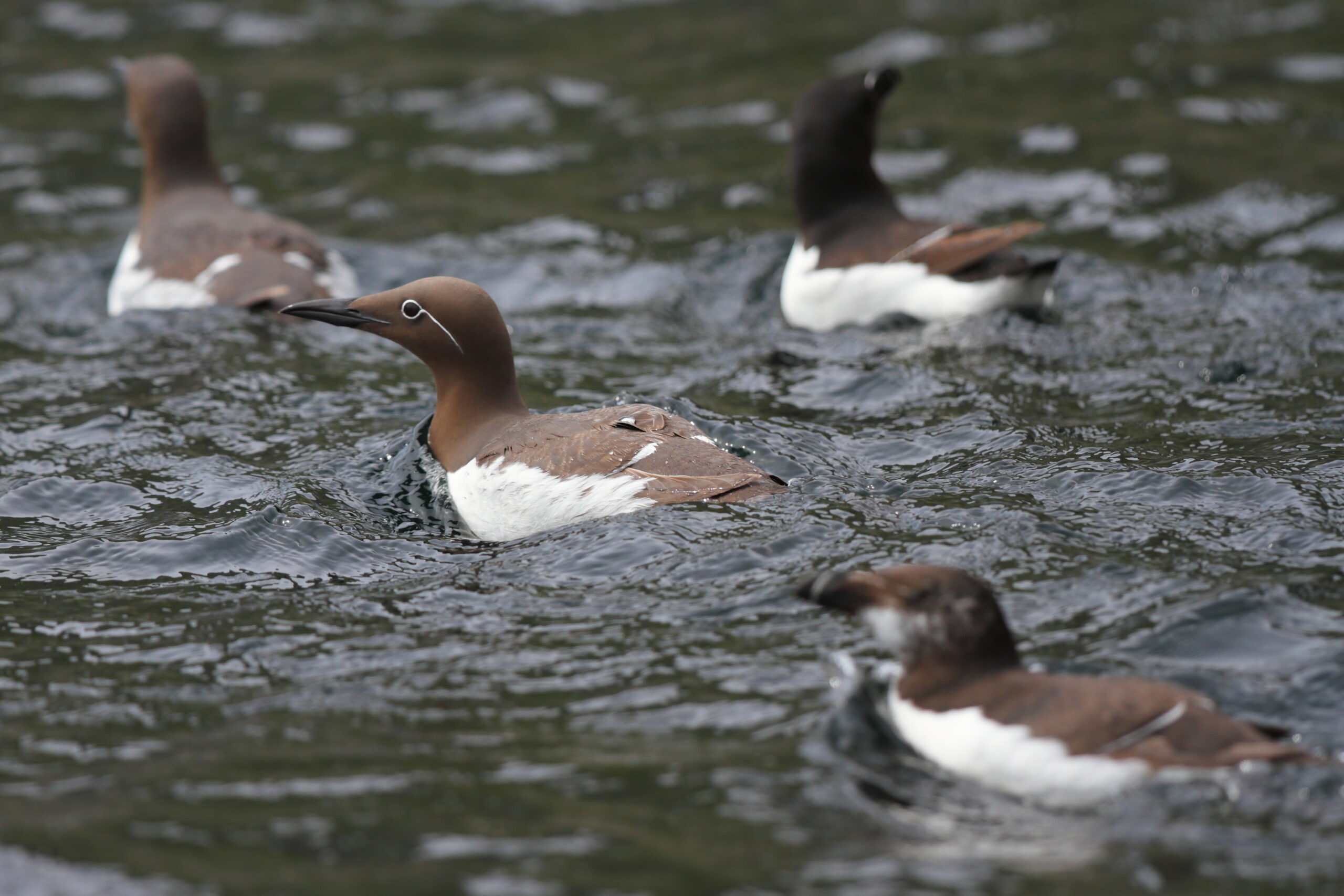 'Bridled' Guillemot. Isle of Man, June 2021 © Neil G Morris.
