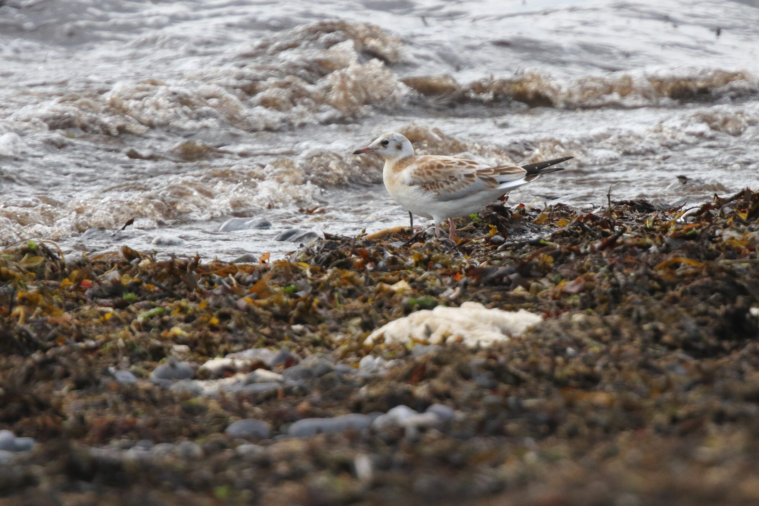 Black-headed Gull. Isle of Man, July 2020 © Neil G Morris.