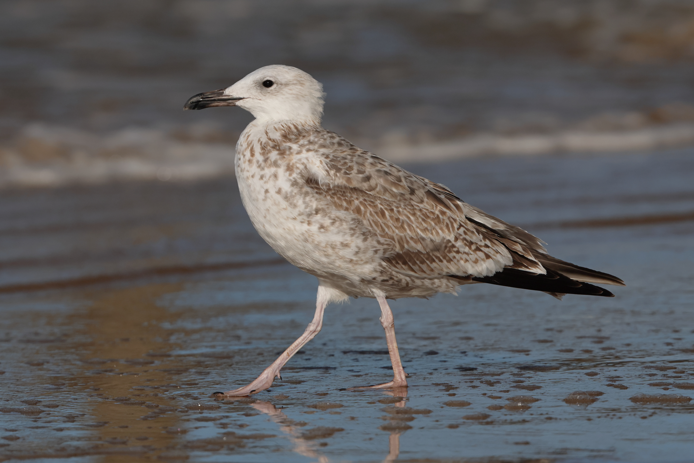 Caspian Gull. Cromer, 24 October 2025 © Neil G. Morris