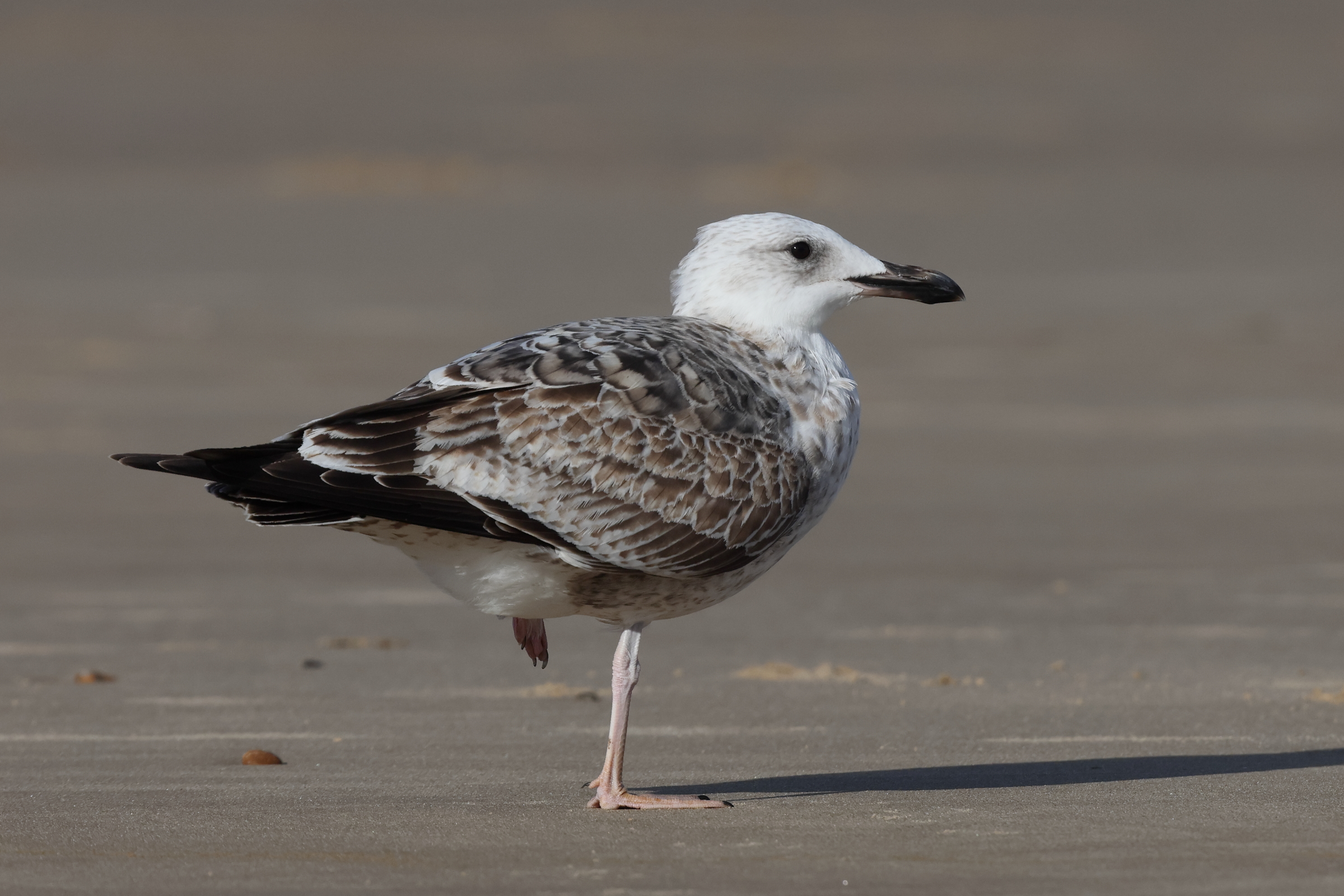 Caspian Gull. Cromer, 24 October 2025 © Neil G. Morris