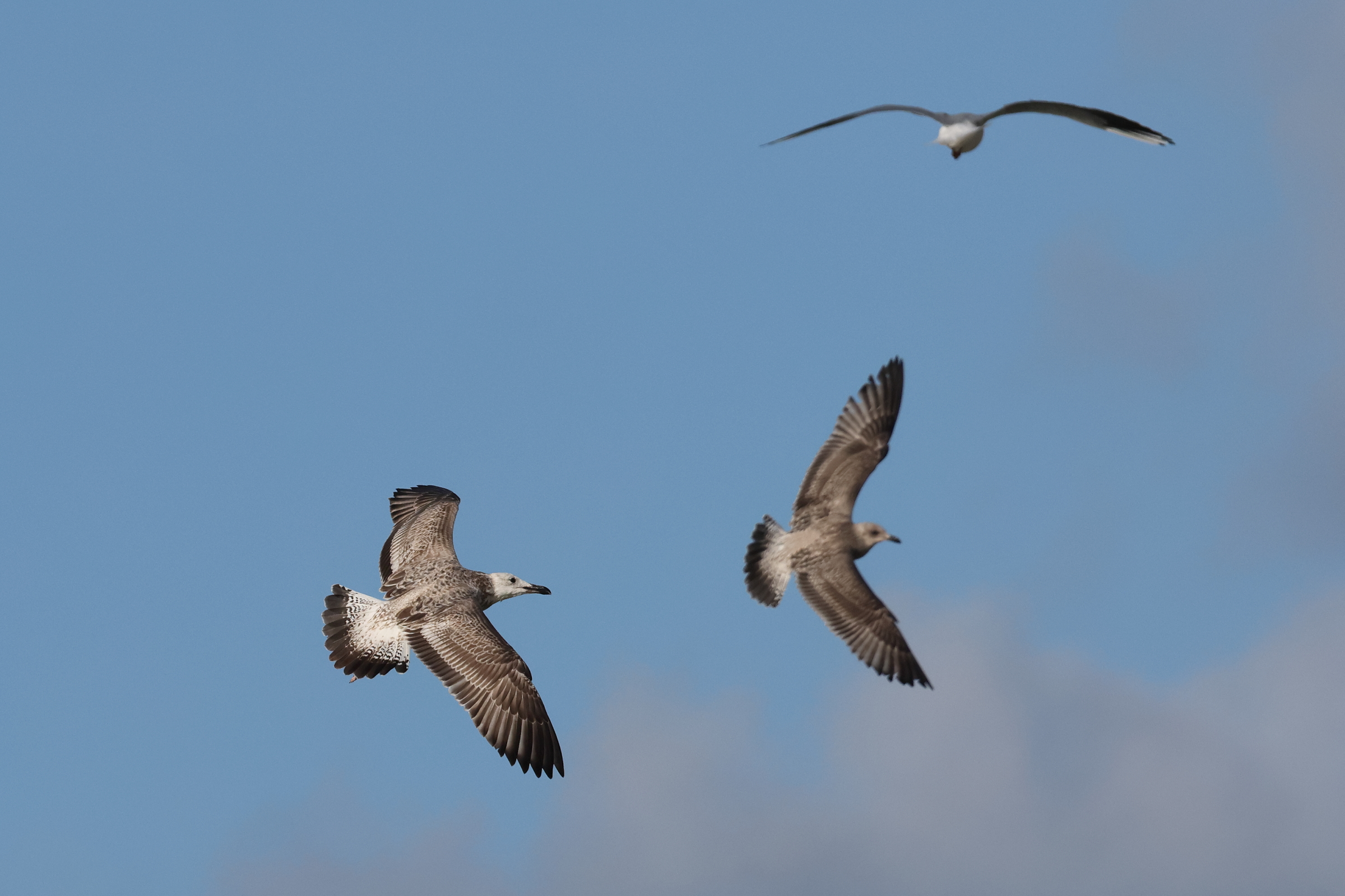 Caspian Gull. Cromer, 24 October 2025 © Neil G. Morris