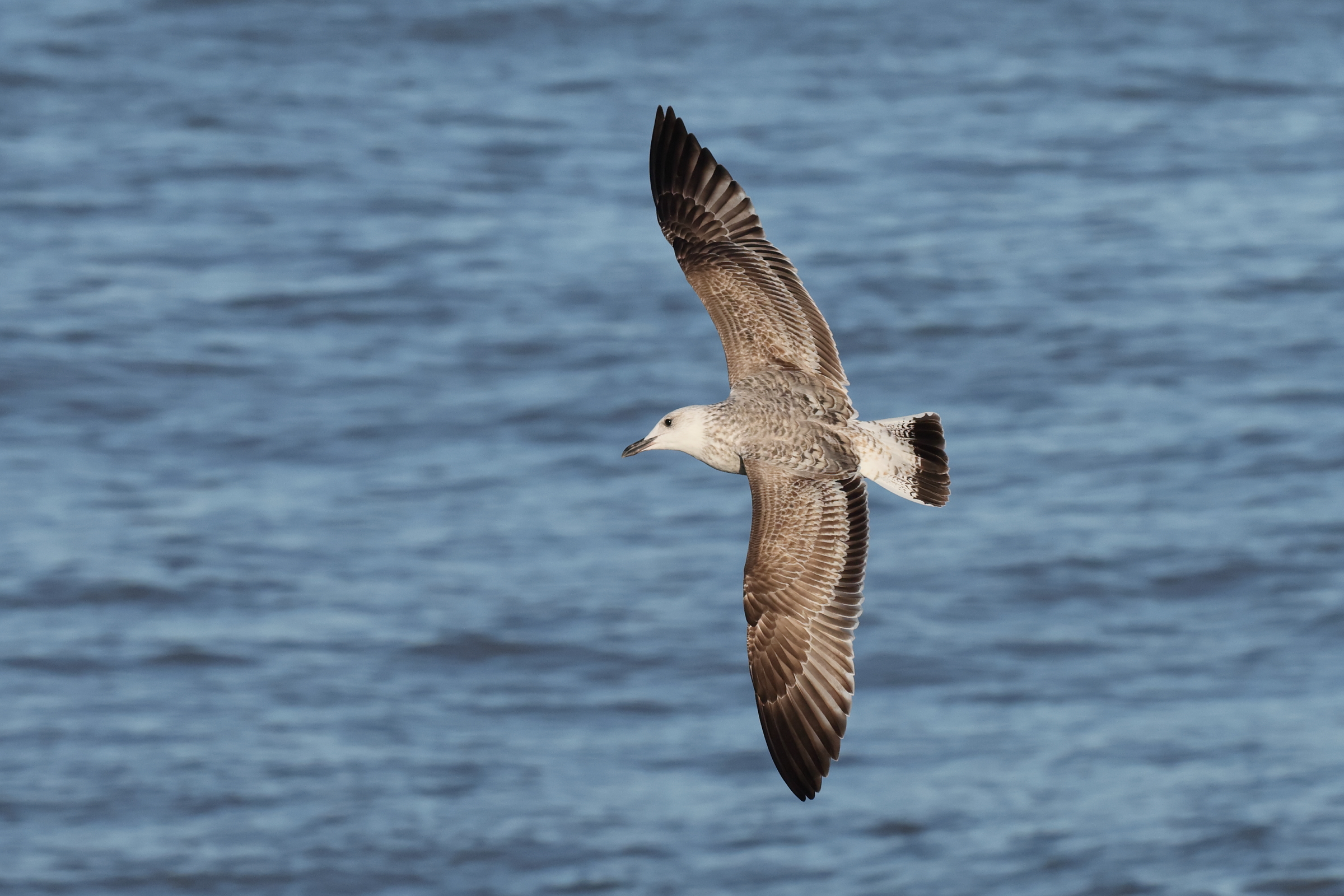 Caspian Gull hybrid? Cromer, 06 October 2025 © Neil G. Morris