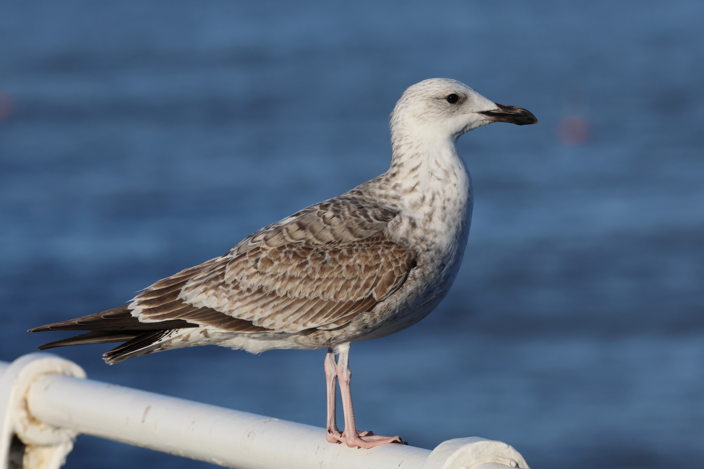 Caspian Gull hybrid? Cromer, 06 October 2025 © Neil G. Morris