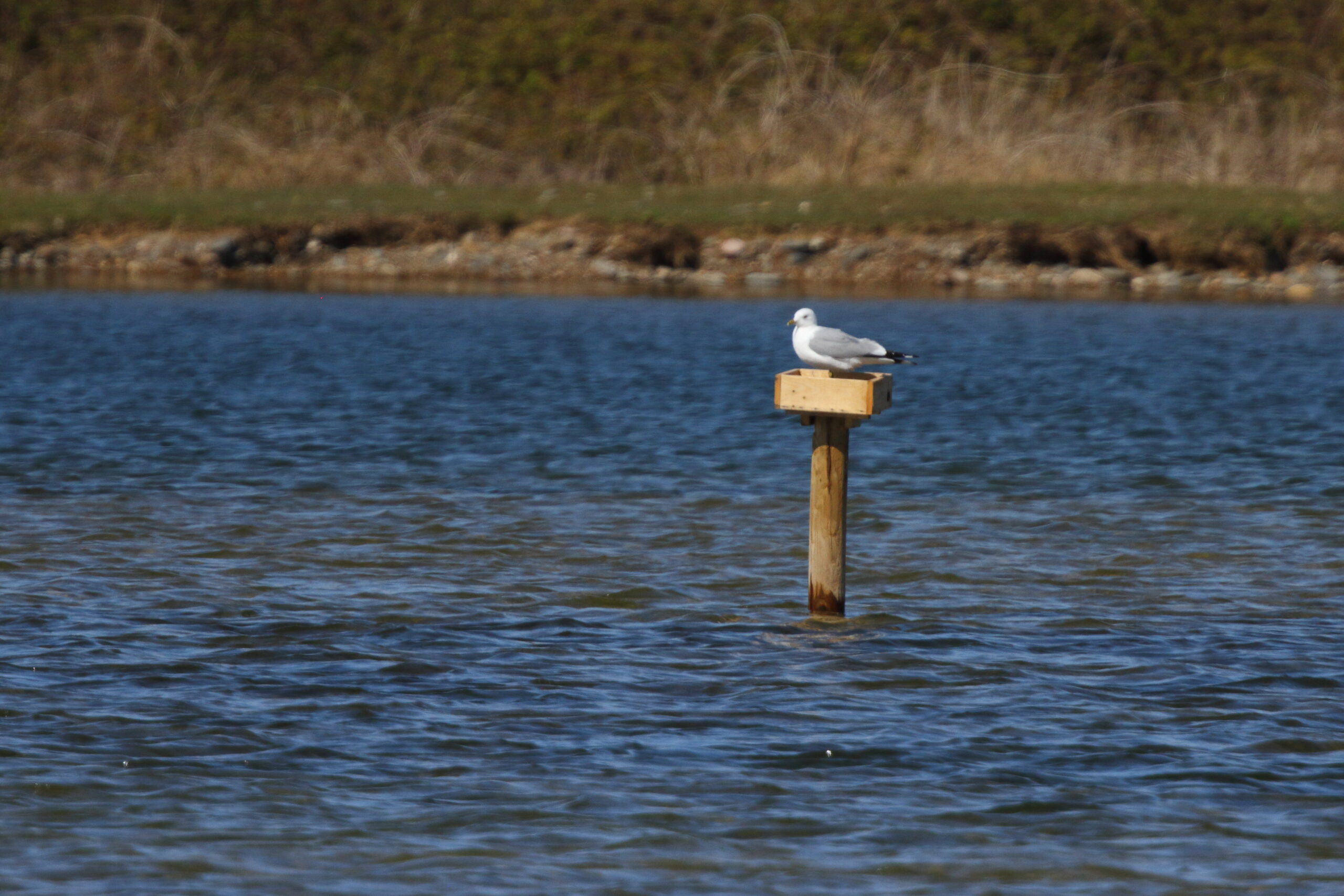 Common Gull. Isle of Man, April 2021 © Neil G Morris.