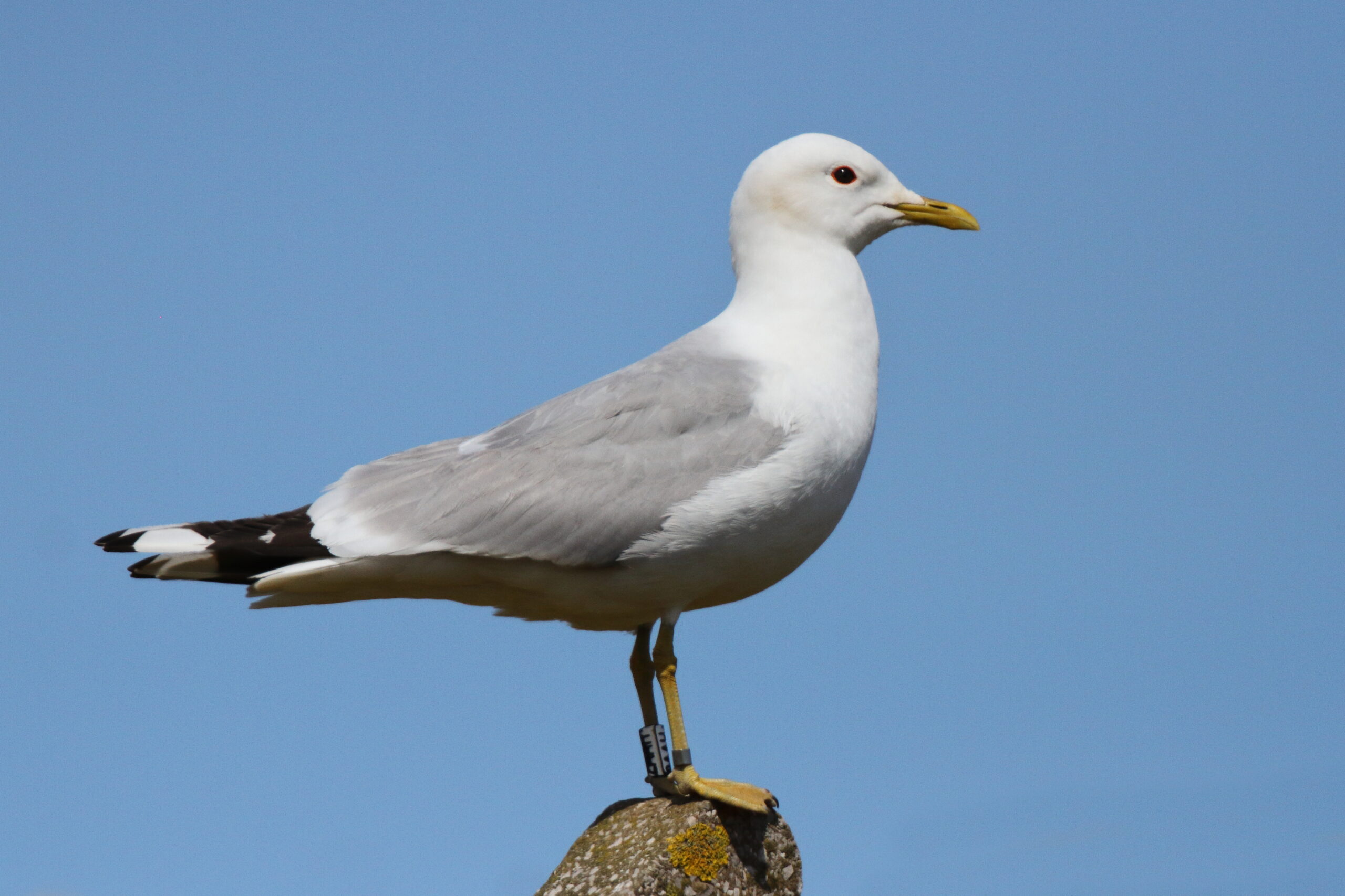 Common Gull. Isle of Man, May 2021 © Neil G Morris.