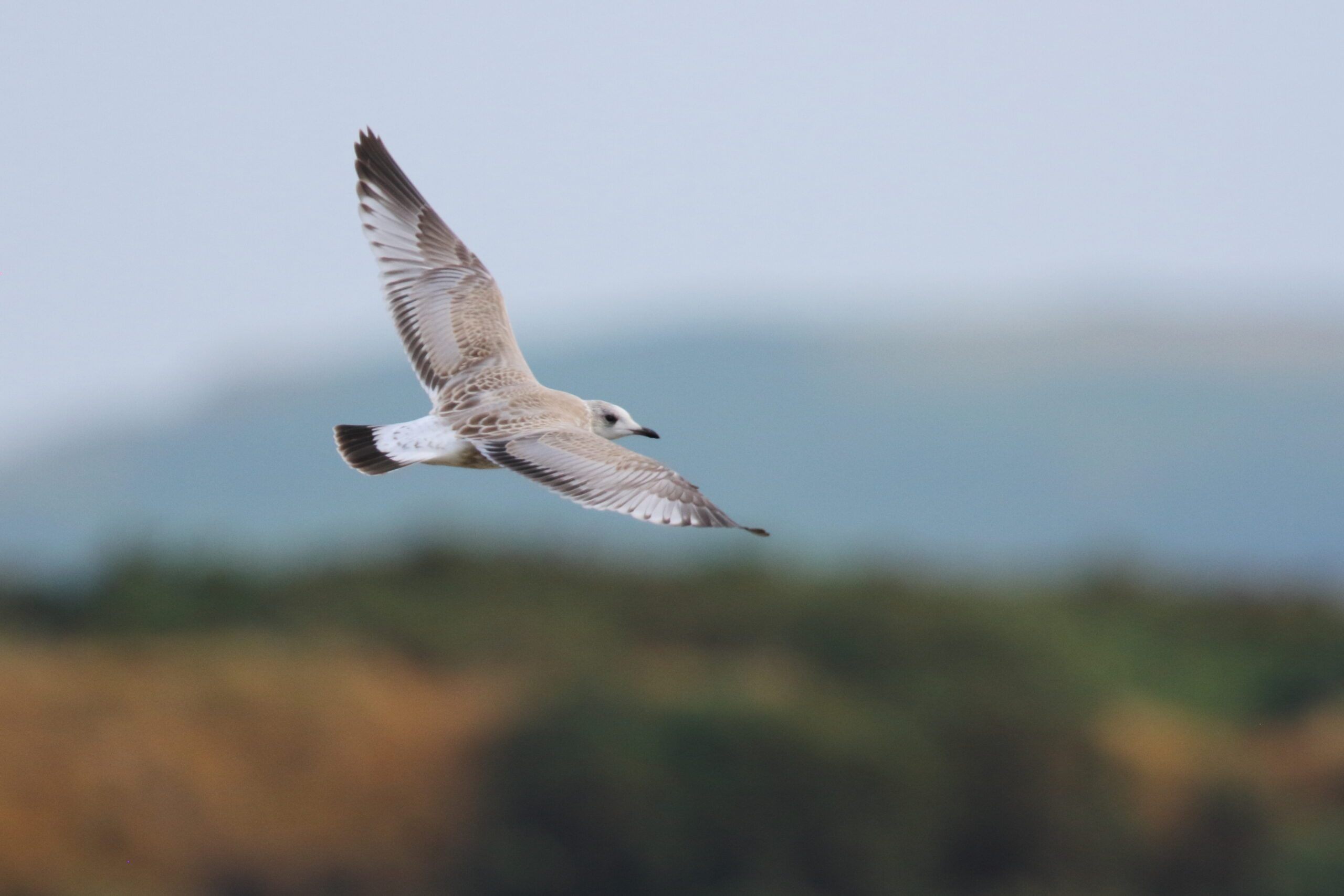Common Gull. Isle of Man, July 2021 © Neil G Morris.