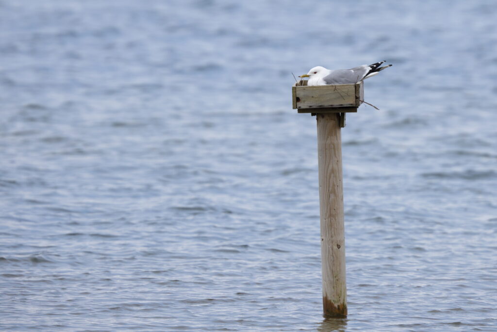 Common Gull. Isle of Man, May 2023 © Neil G Morris.