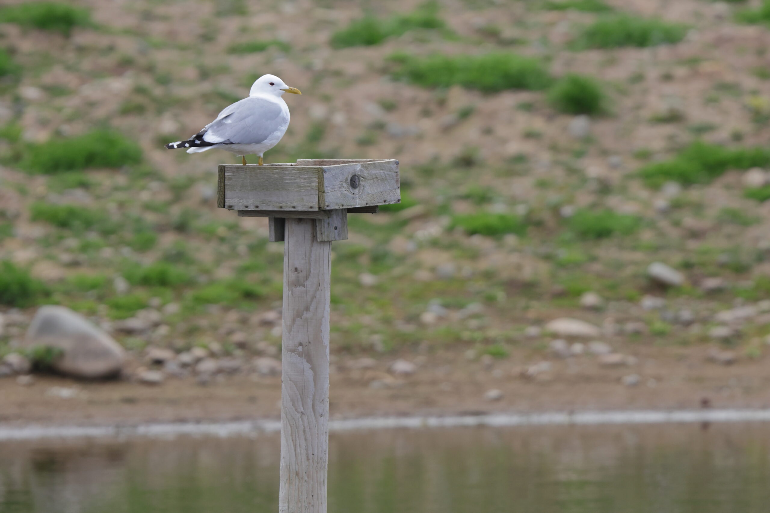 Common Gull. Isle of Man, May 2023 © Neil G Morris.