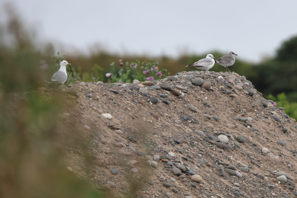 Common Gull. Isle of Man, June 2023 © Neil G Morris.