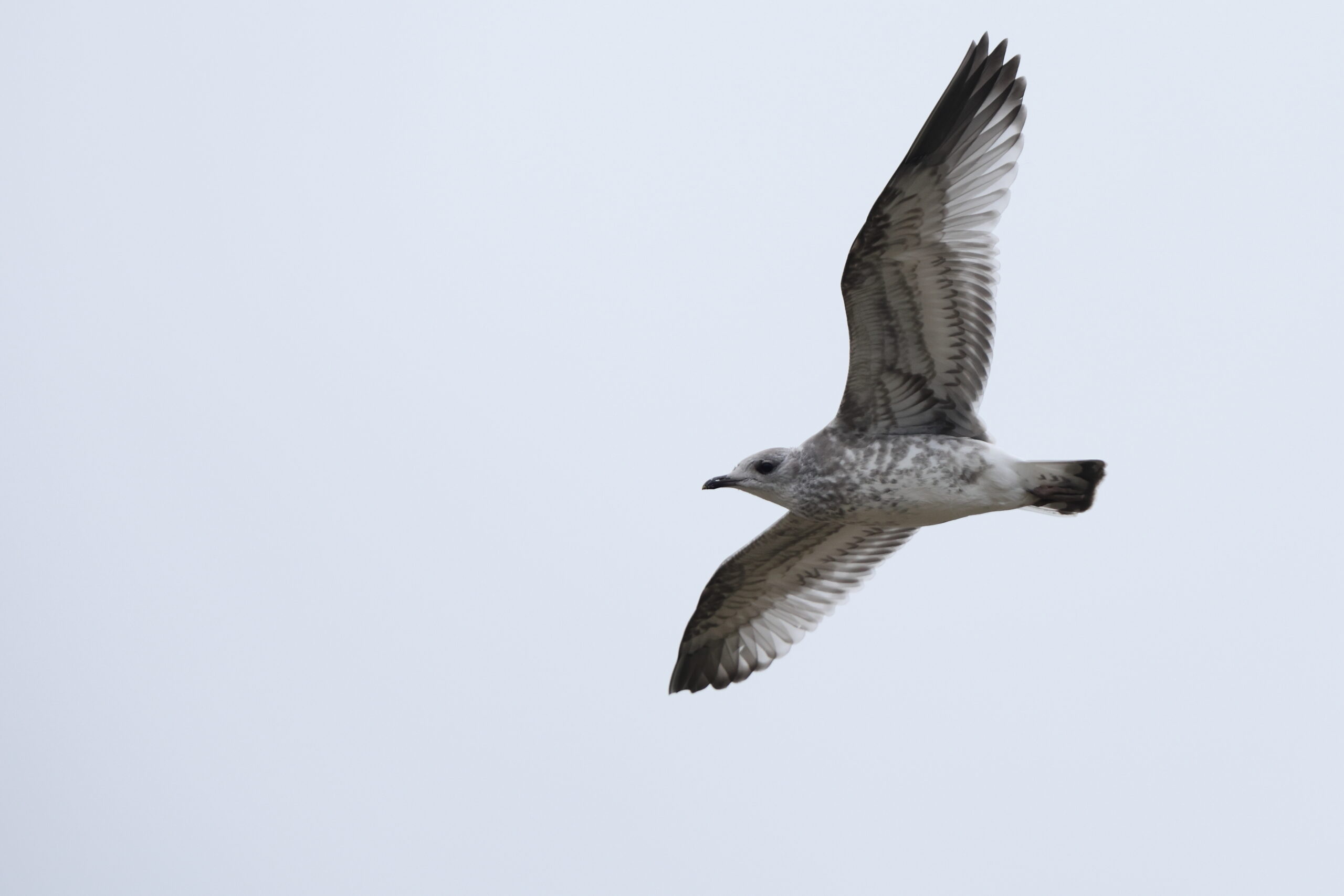 Common Gull. Isle of Man, June 2023 © Neil G Morris.