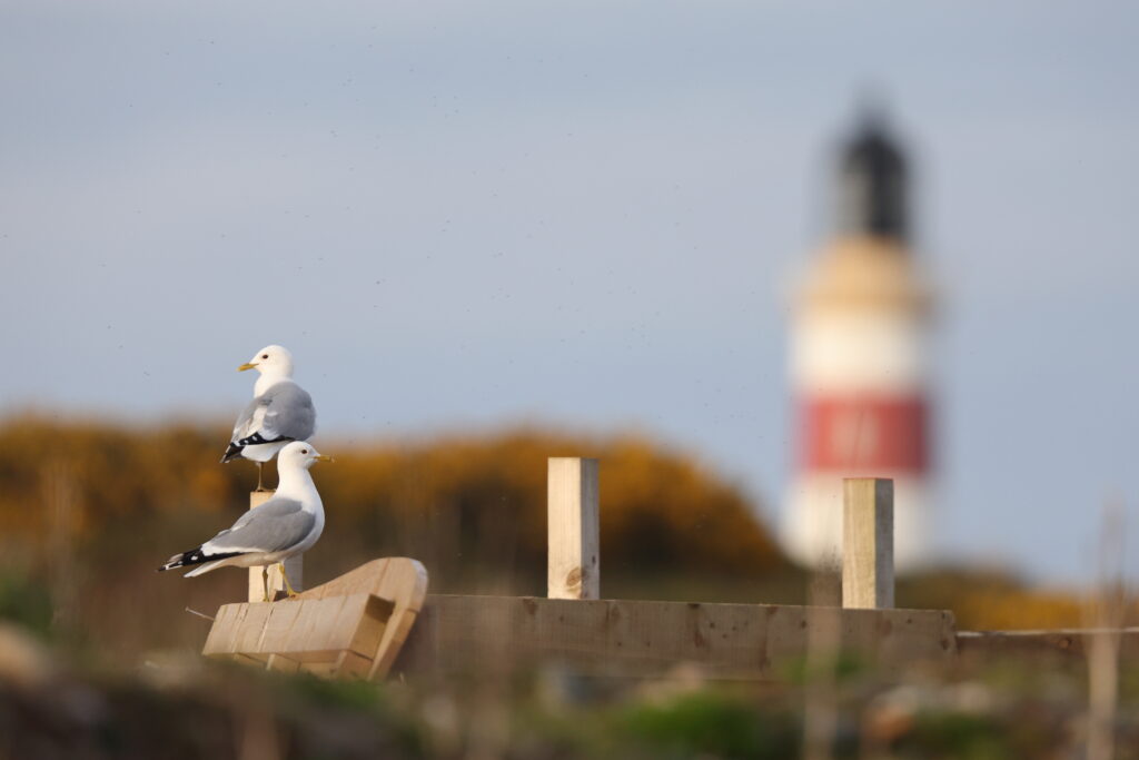 Common Gull. Isle of Man, May 2024 © Neil G Morris.