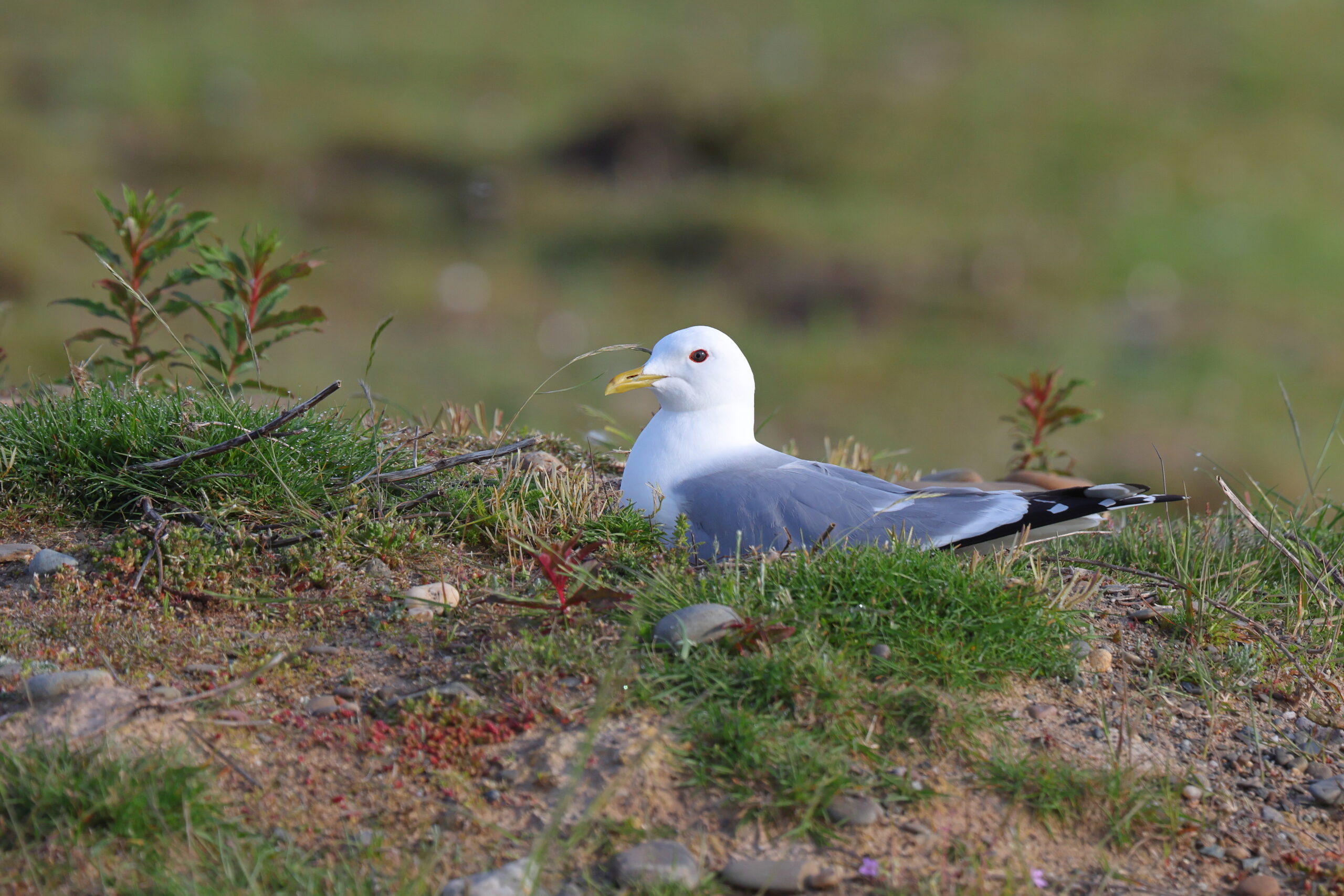 Common Gull. Isle of Man, May 2024 © Neil G Morris.