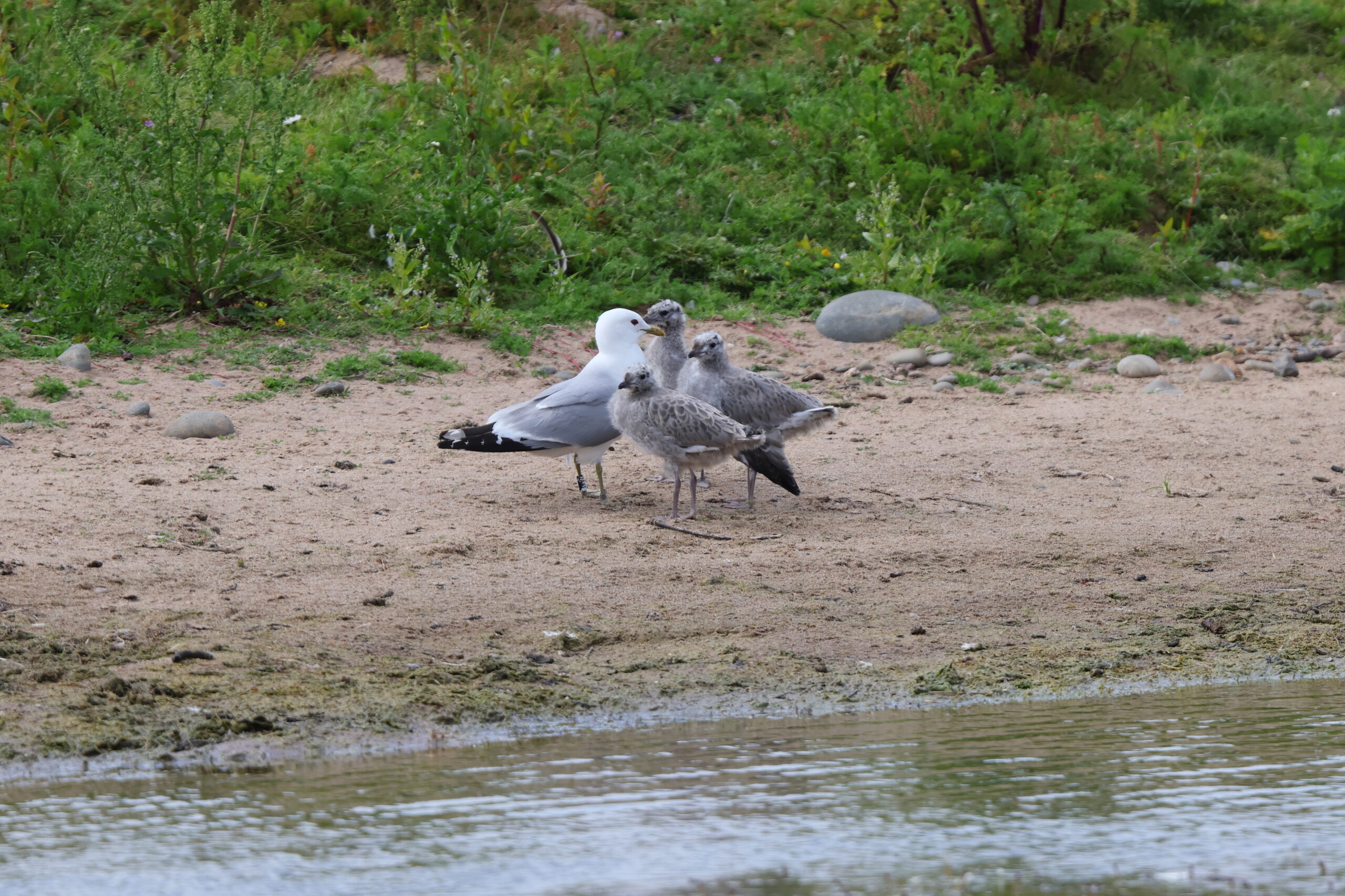 Common Gull. Isle of Man, June 2024 © Neil G Morris.