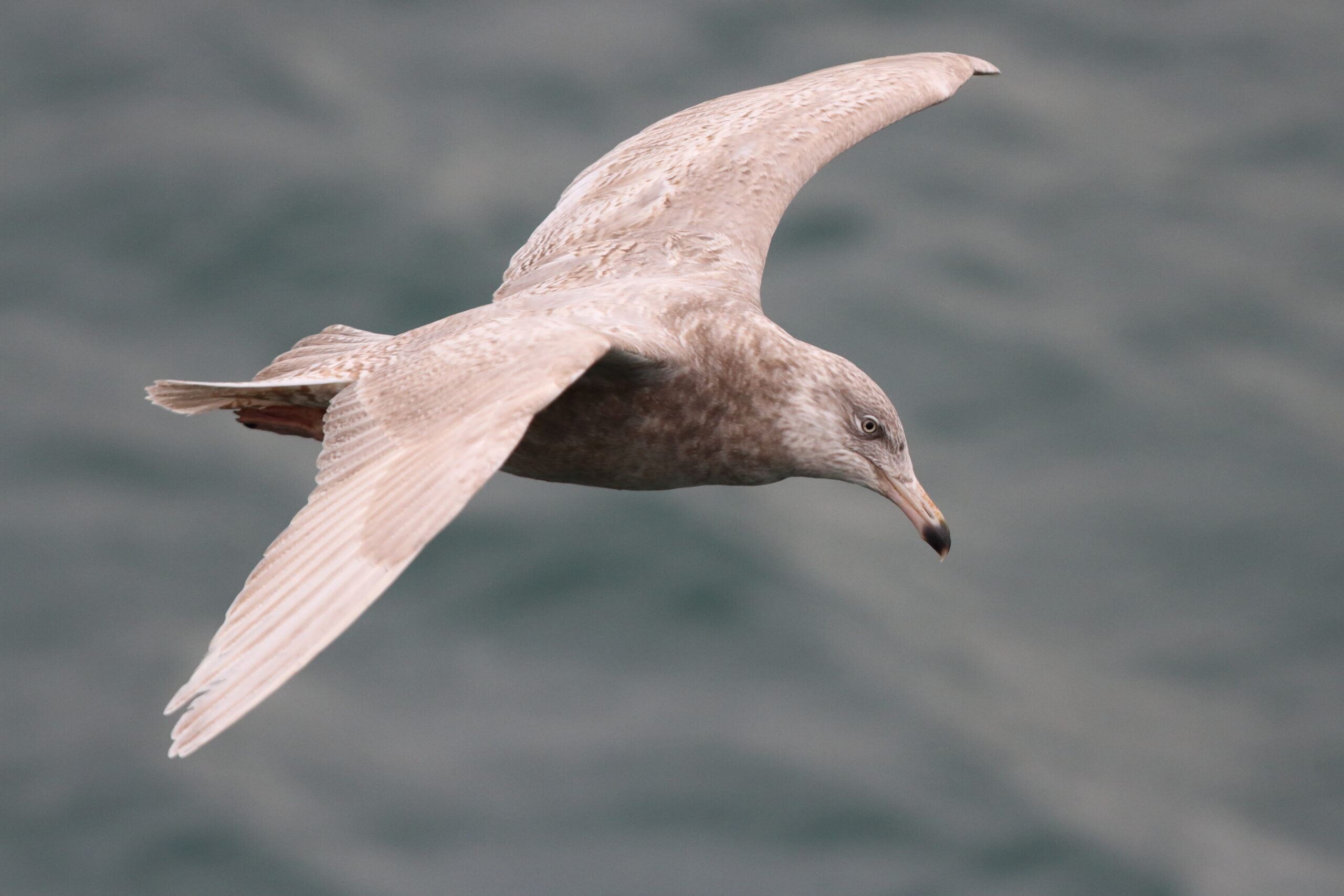 Glaucous Gull. Isle of Man, December 2018 © Neil G Morris.