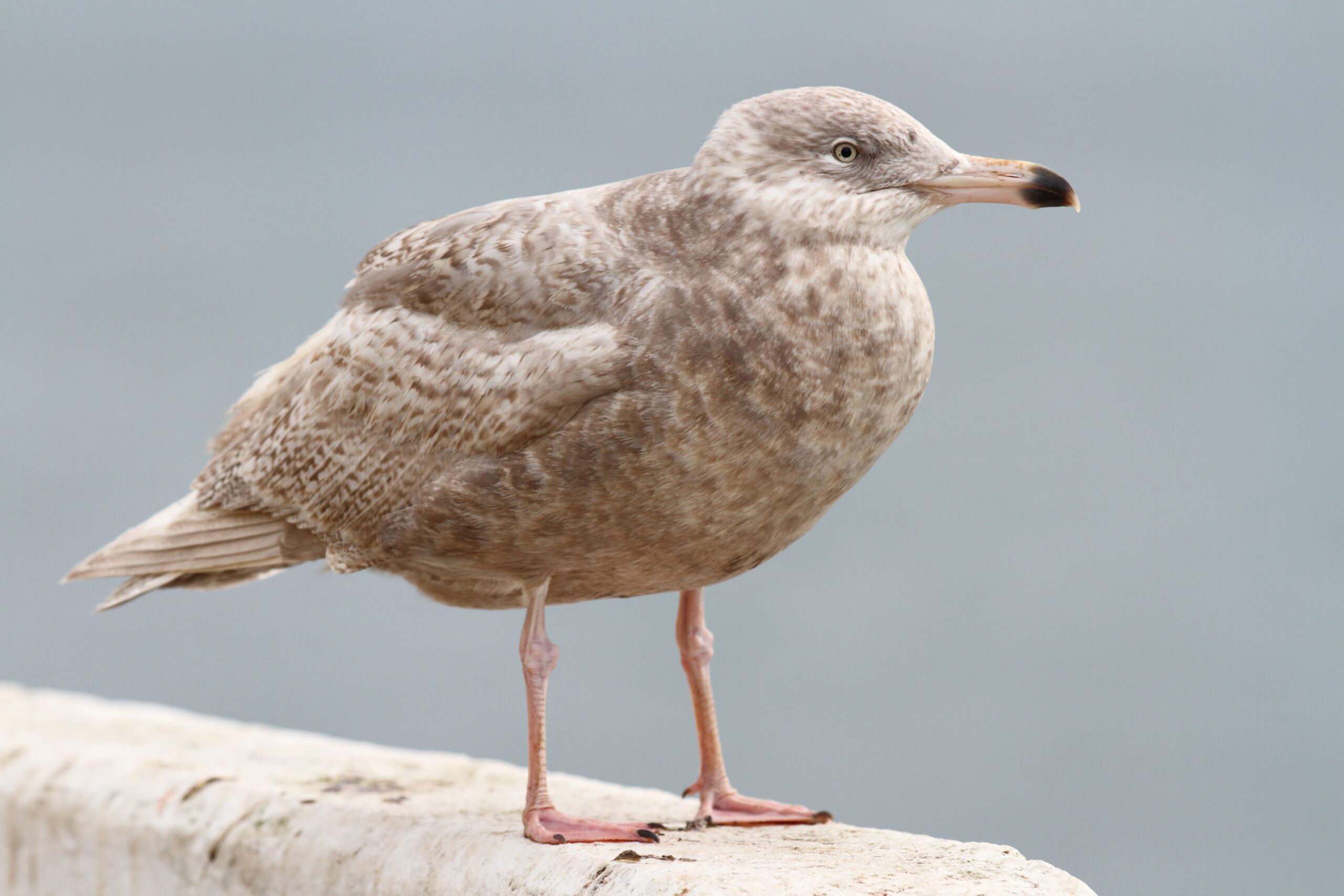Glaucous Gull. Isle of Man, December 2018 © Neil G Morris.