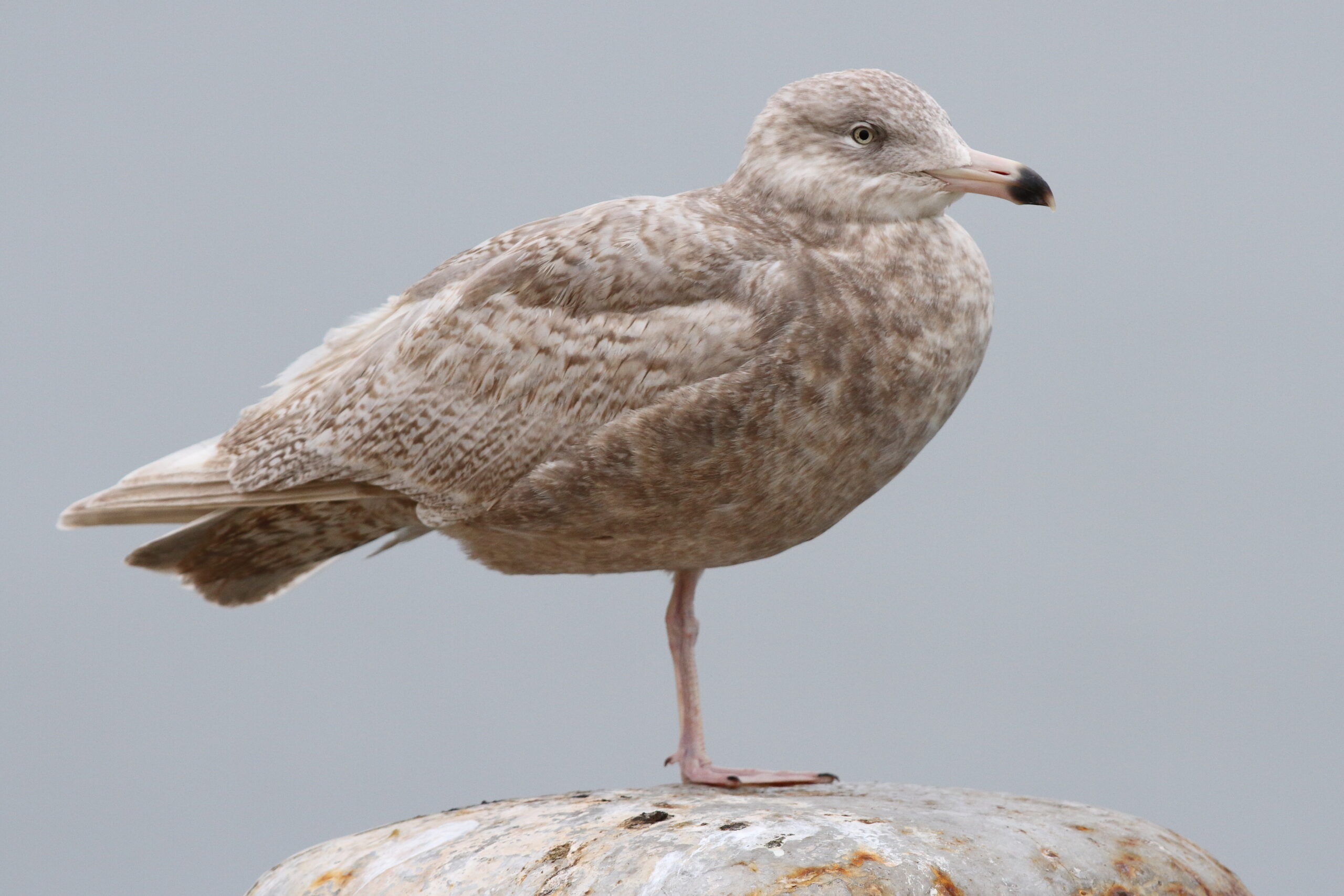 Glaucous Gull. Isle of Man, January 2019 © Neil G Morris.
