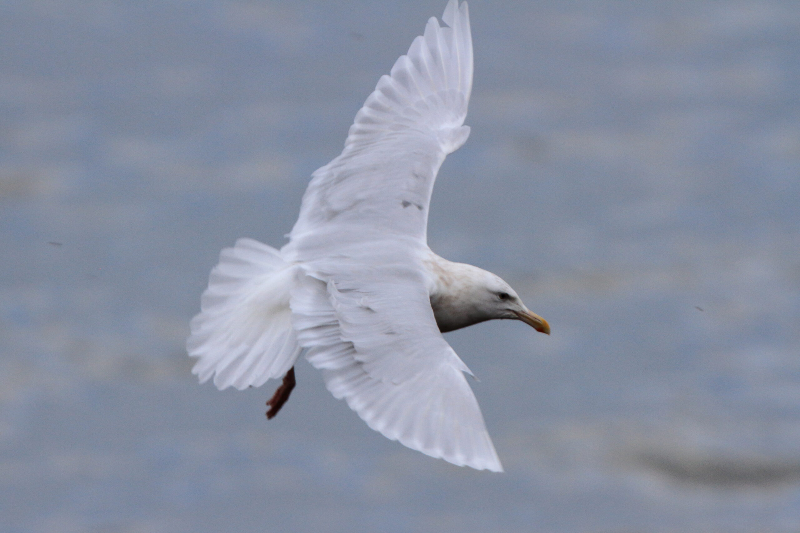 Glaucous Gull. Isle of Man, December 2021 © Neil G Morris.